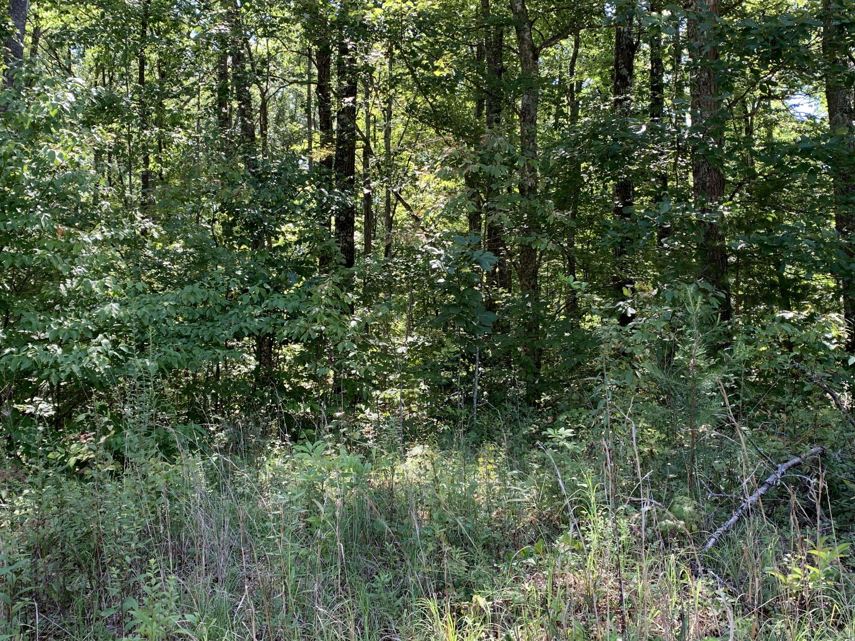 Clarkrange, TN 38553,Clear Fork Tr