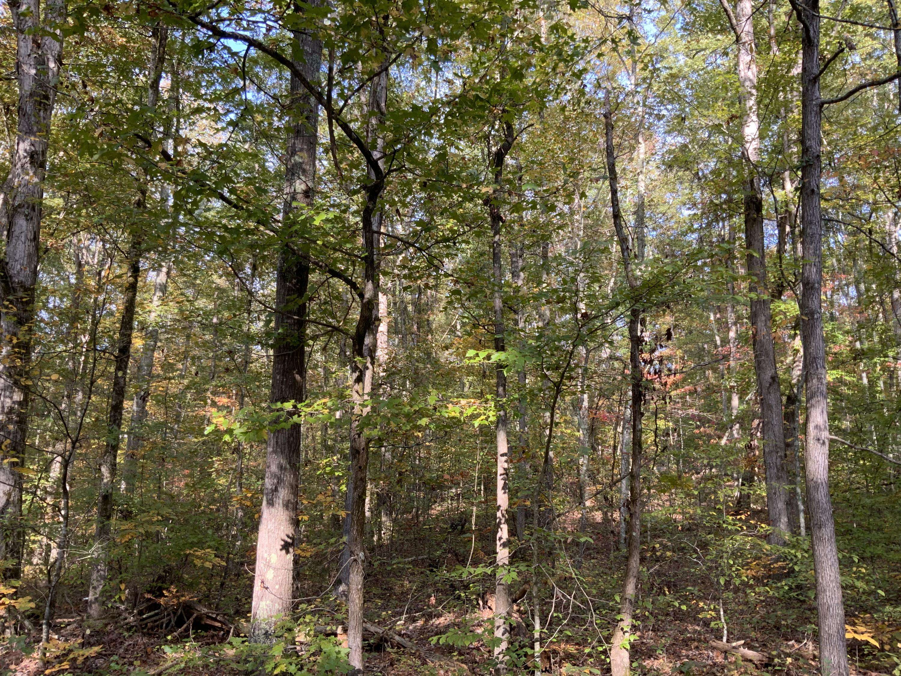 Rockwood, TN 37854,Eagle Furnace Rd, Lot 25A, 25B