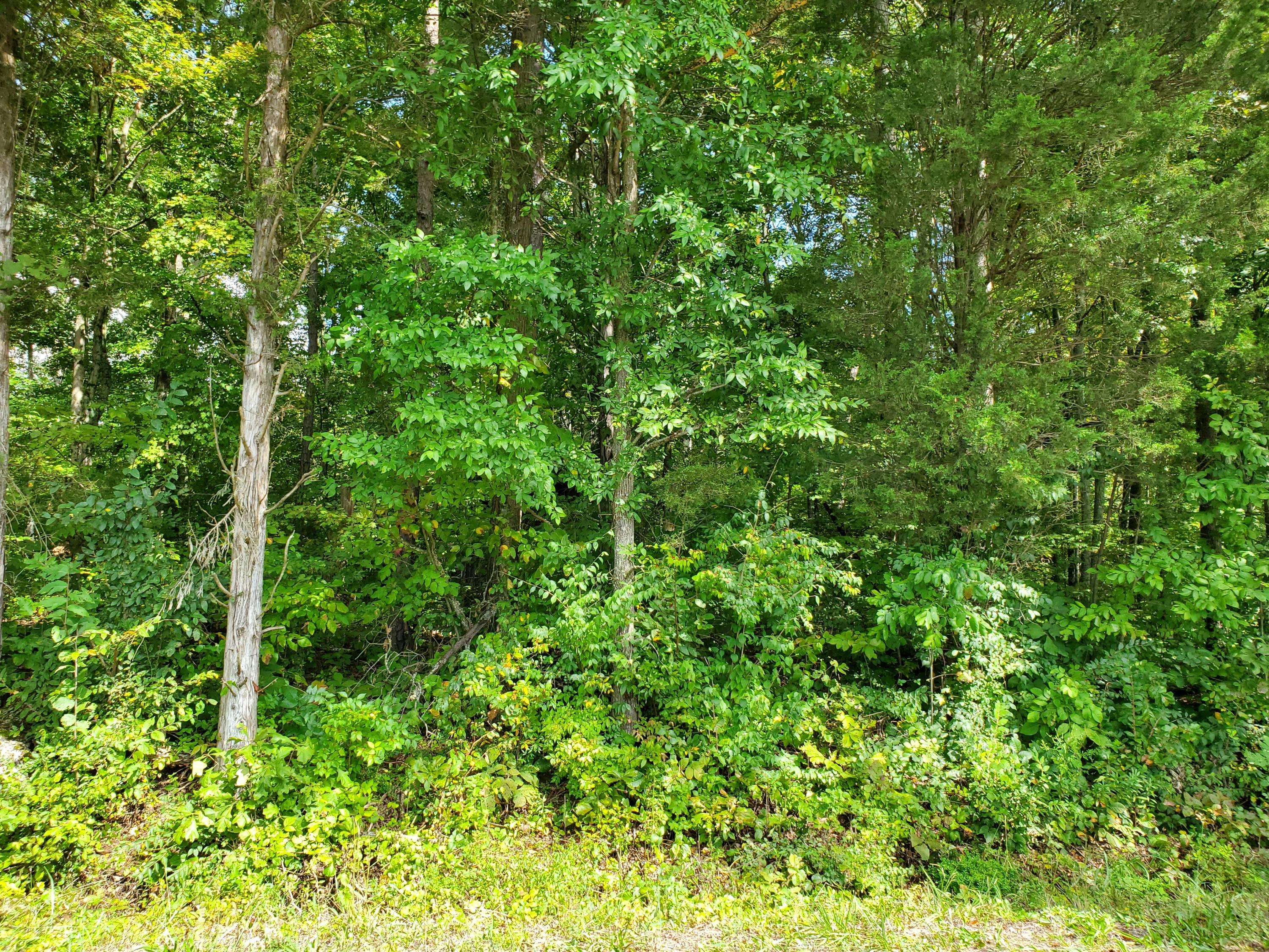 White Pine, TN 37890,Lot 10 Leadvale Rd