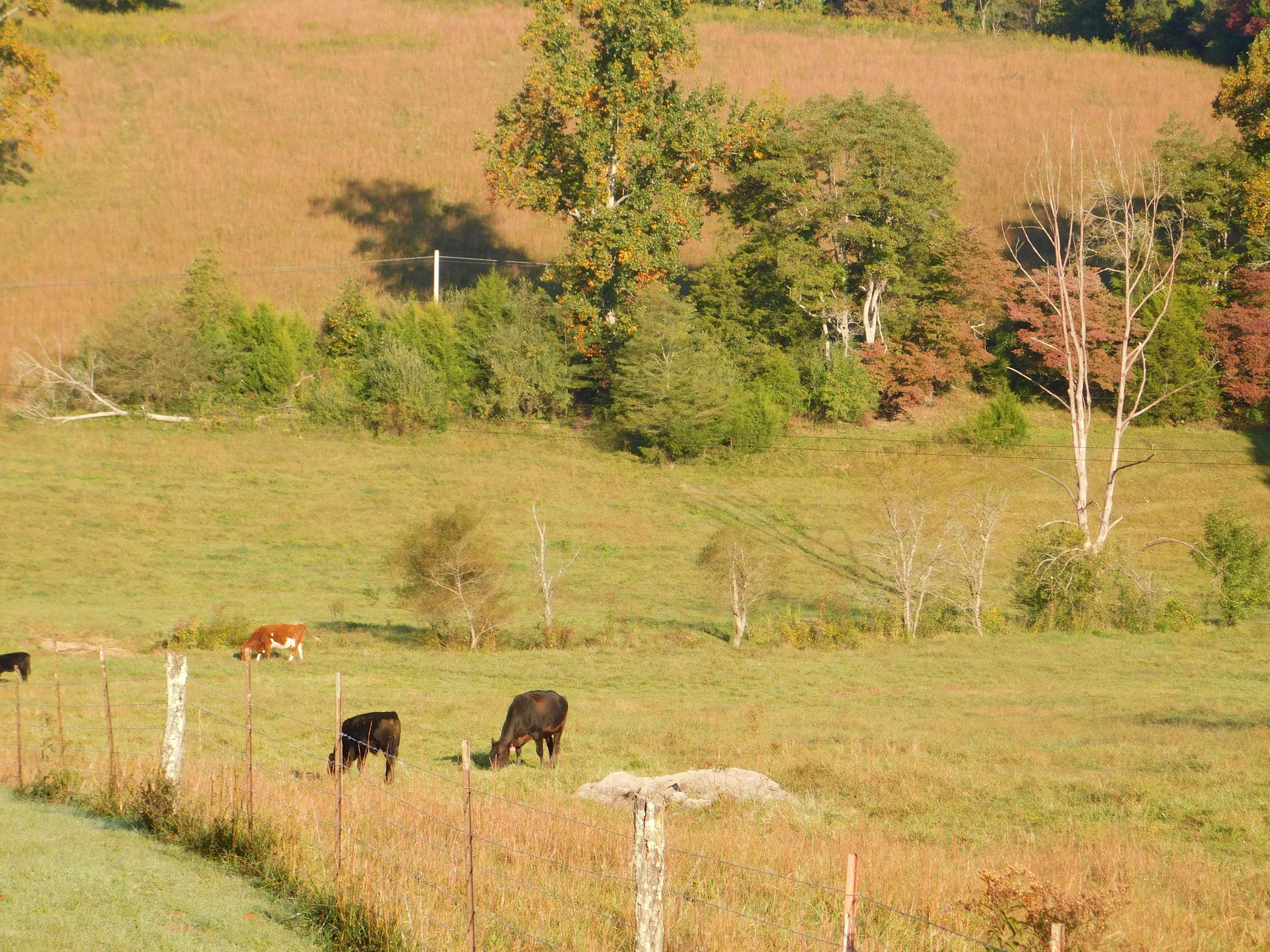 Ewing, VA 24248,Frog Level Rd