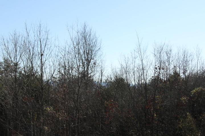 Tellico Plains, TN 37385,Lot 4 Curtis Rd