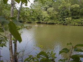 Rockwood, TN 37854,Lot 61 Blue Heron DR