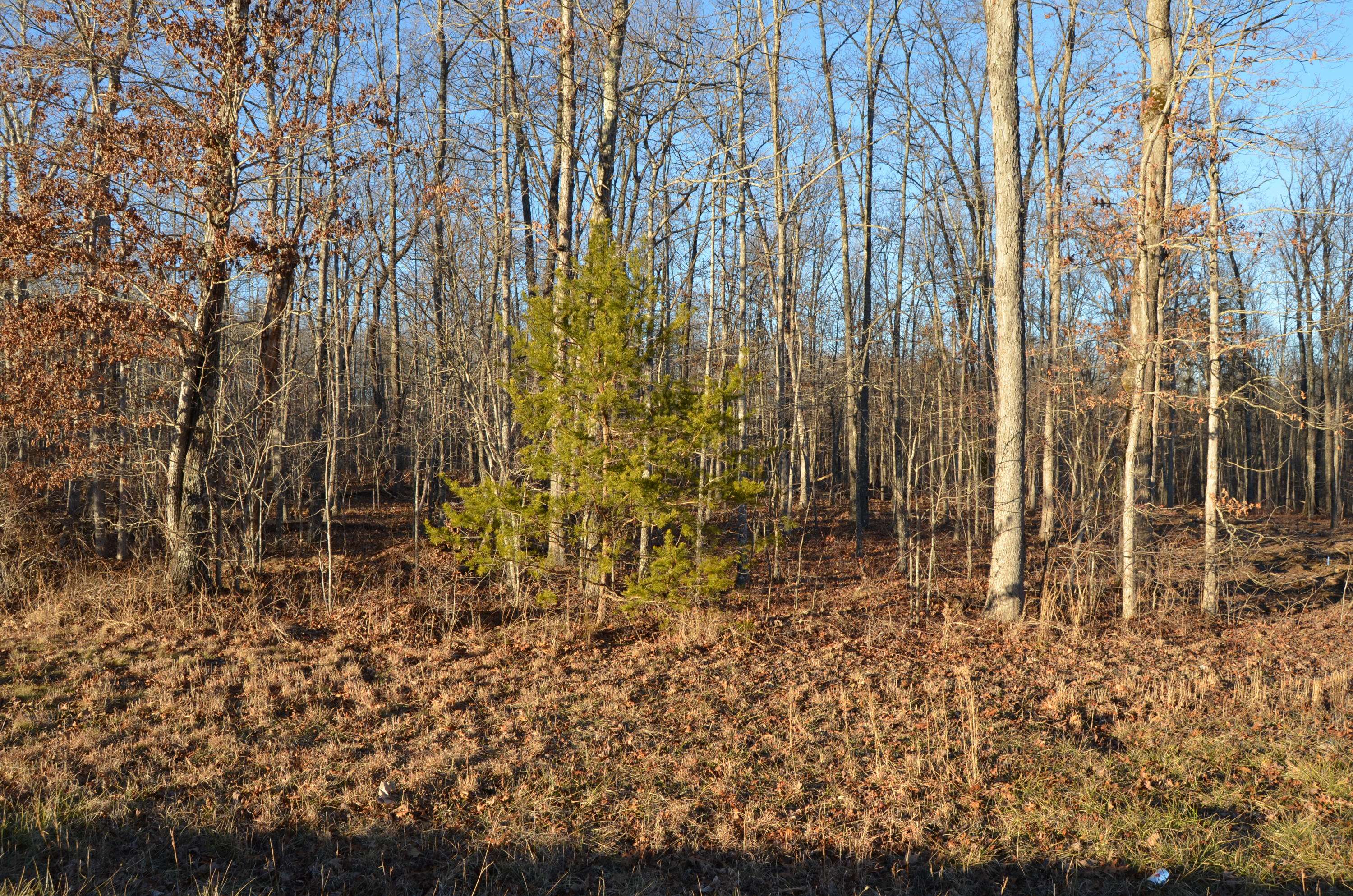 Crossville, TN 38572,Perry Creek Lot 17 DR