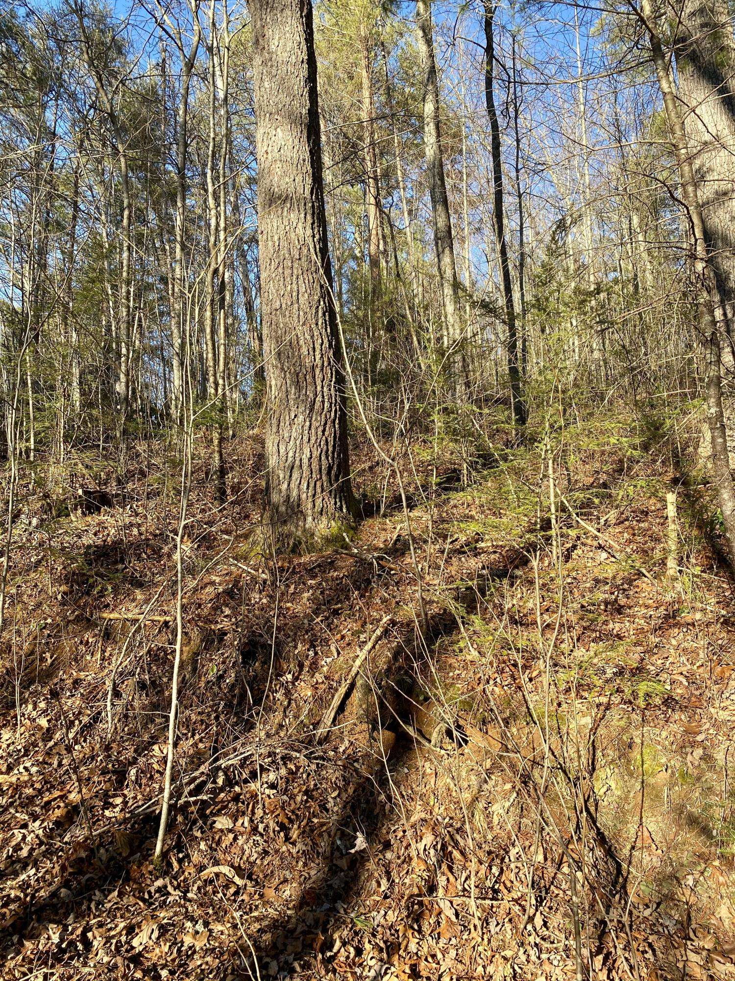 Tellico Plains, TN 37385,2.04 Smithfield Rd