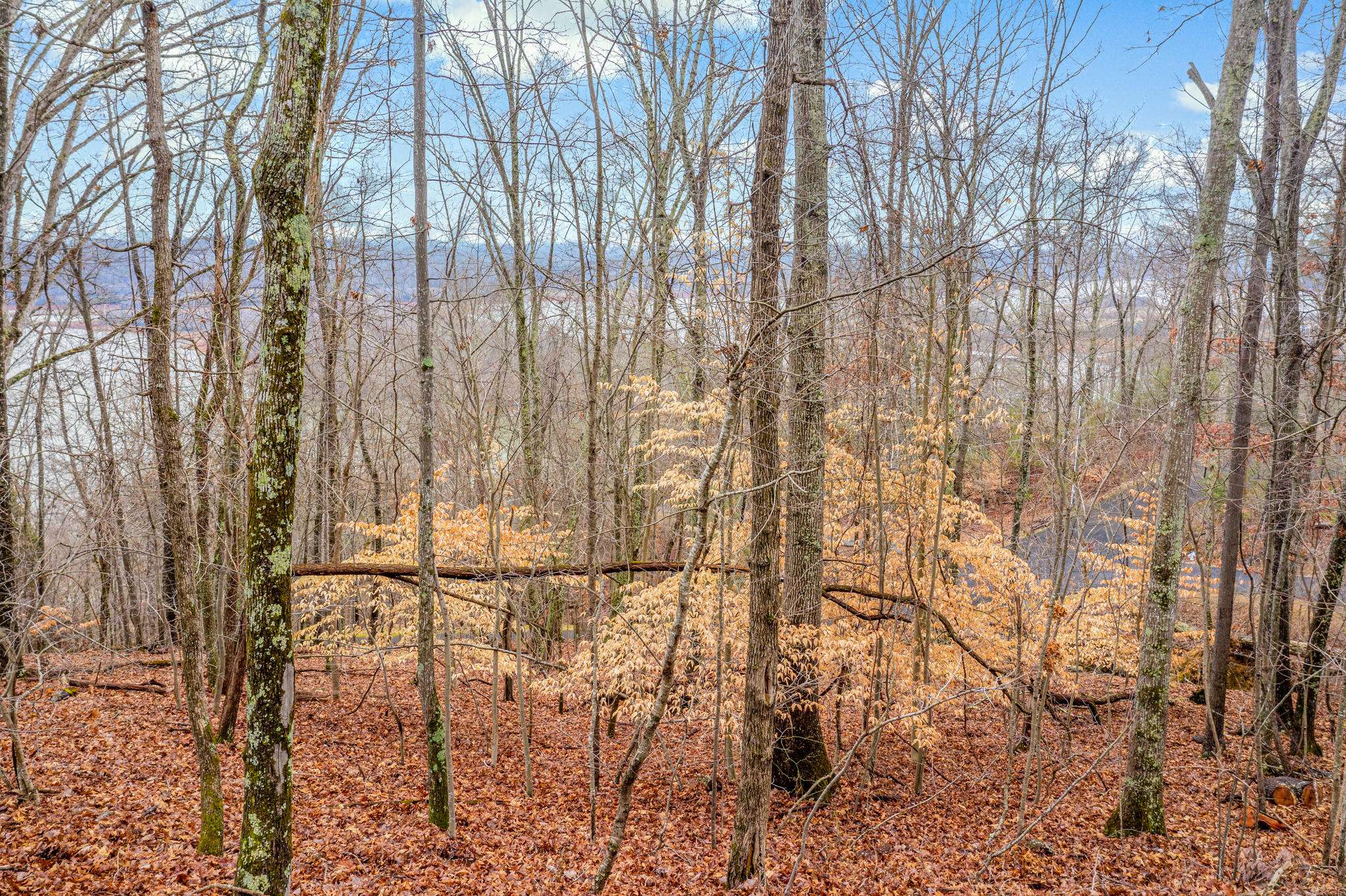 Mooresburg, TN 37811,404 Forest LN