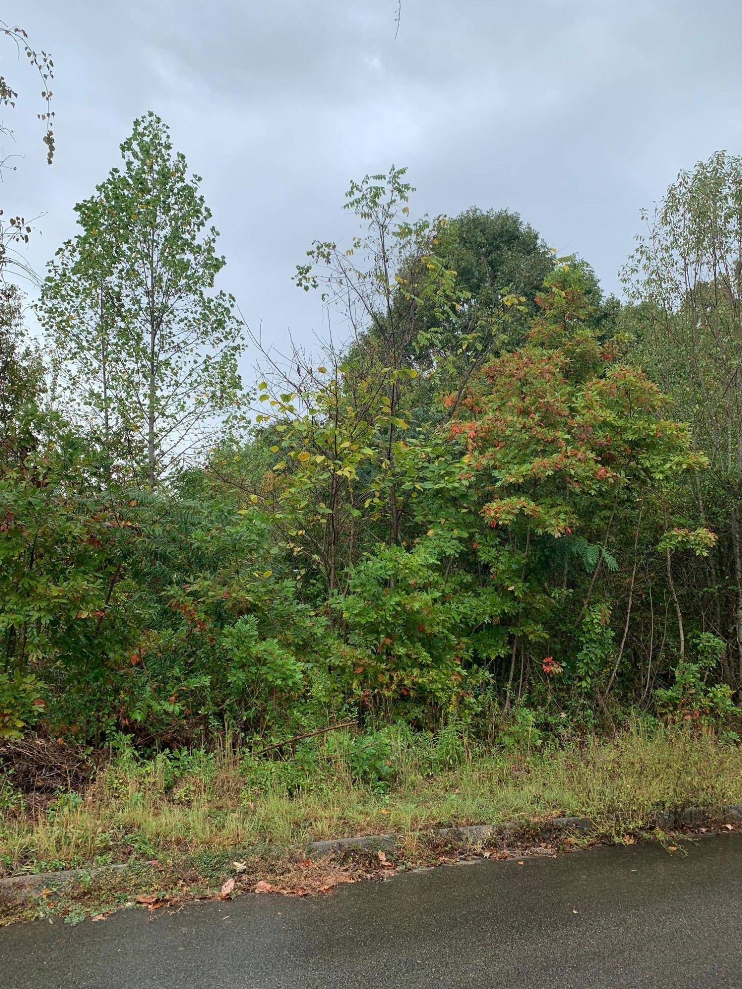 Rutledge, TN 37861,Lot 175 Woodstock DR