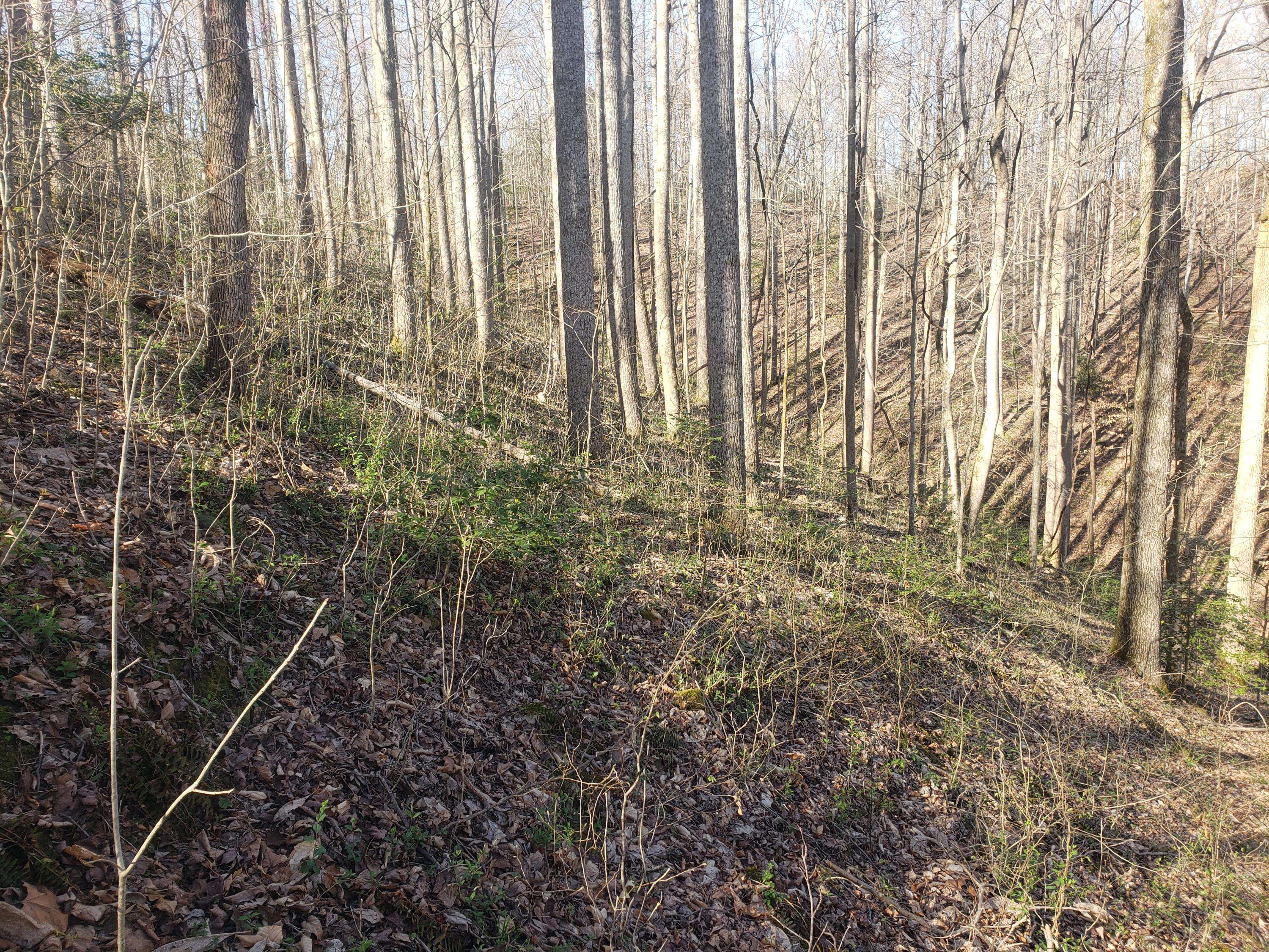 Gainesboro, TN 38562,Lot 5 Hopkins Brown LN