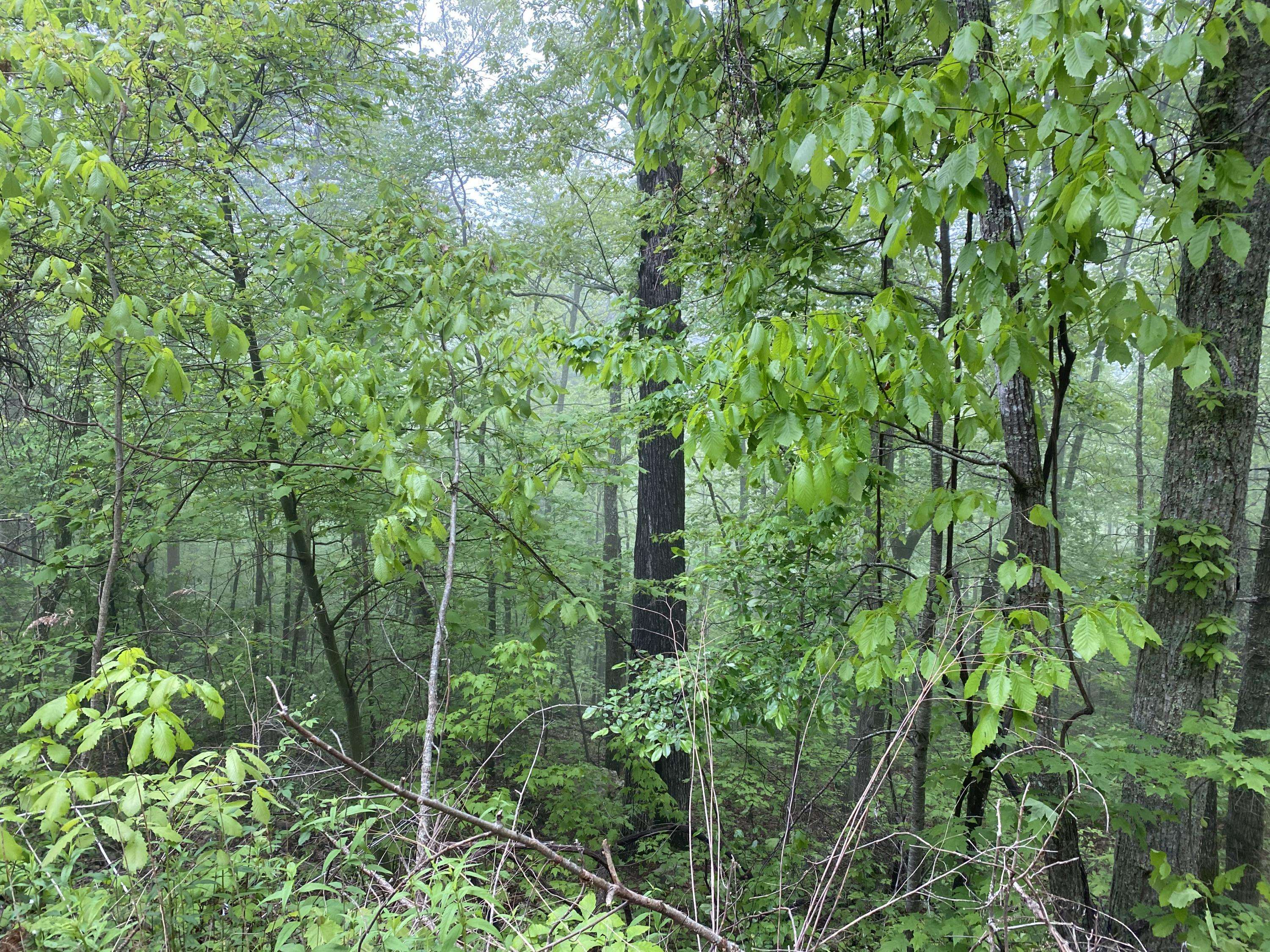 Sevierville, TN 37876,Lot 20 Linwood CT