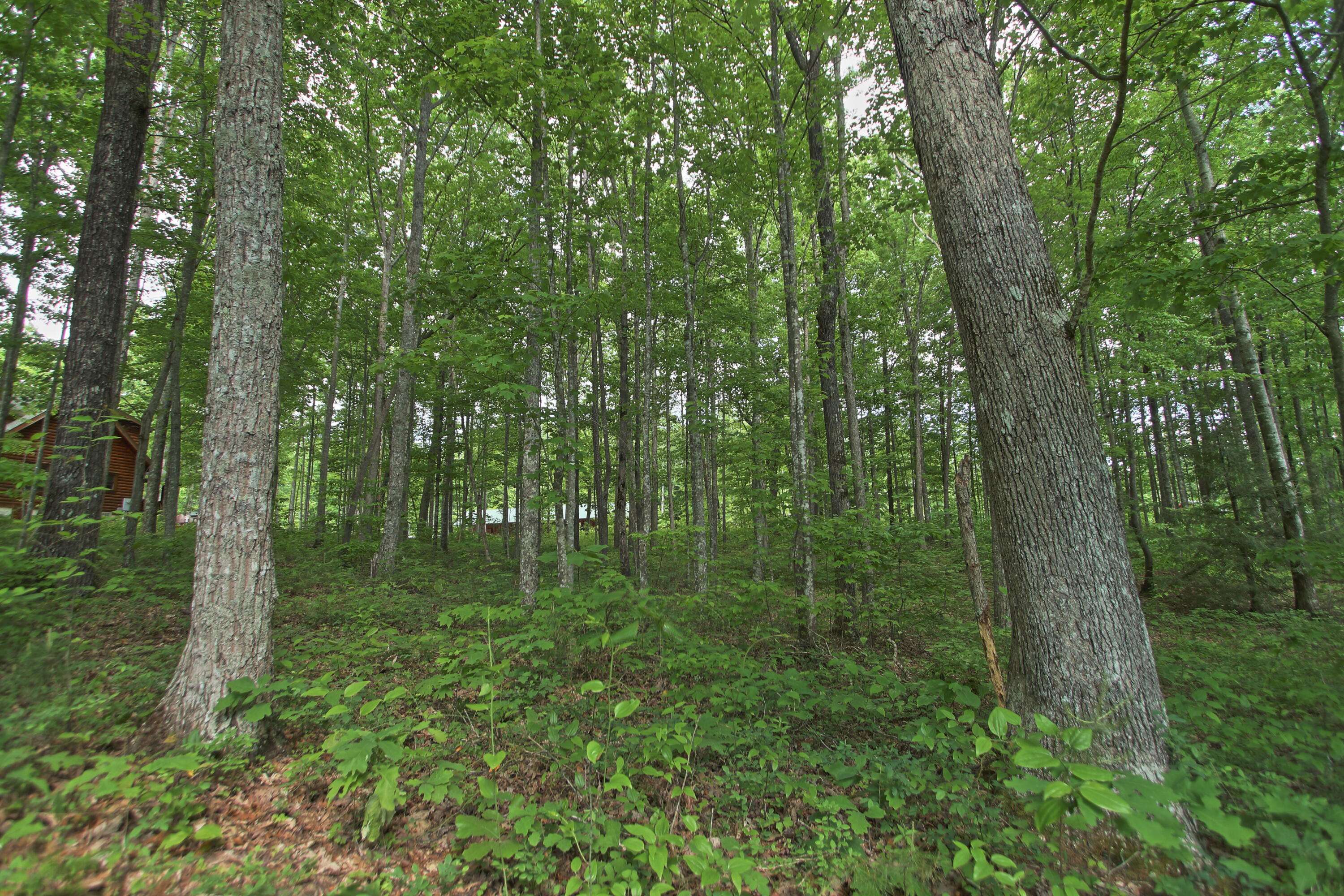 Jamestown, TN 38556,lot 61 Grandview WAY