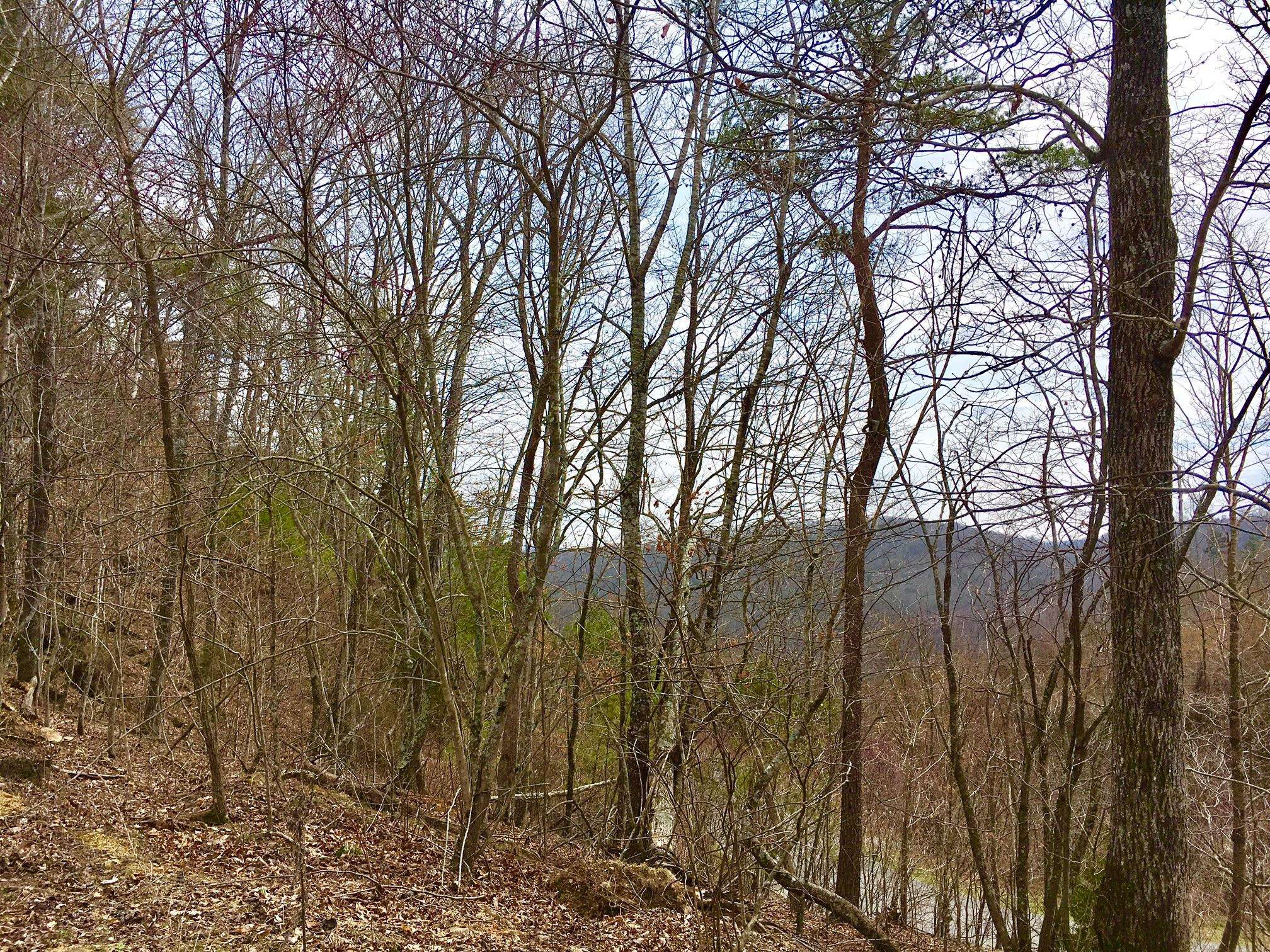 New Tazewell, TN 37825,Lot 290 Bluff View Rd