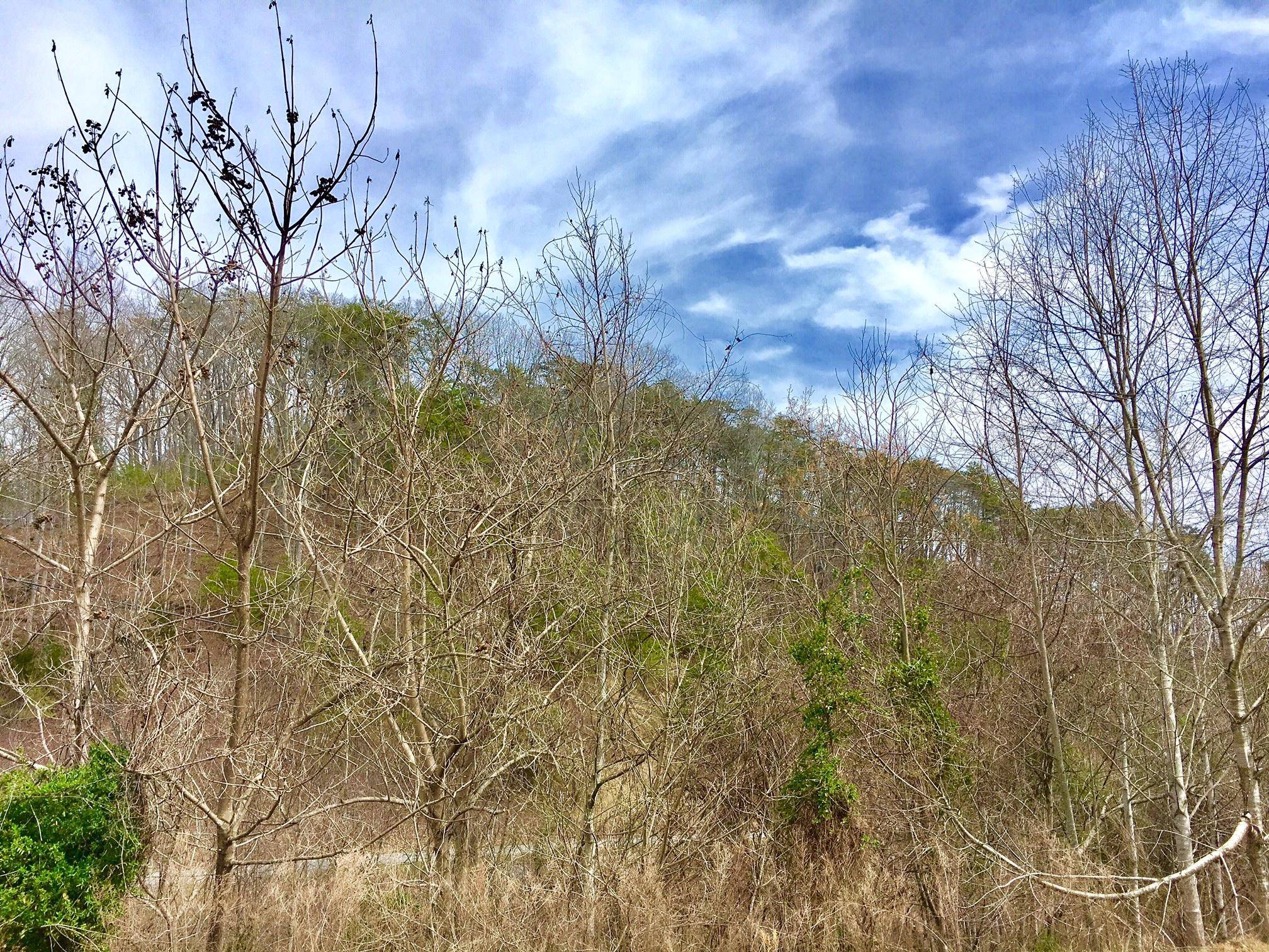 New Tazewell, TN 37825,Lot 290 Bluff View Rd