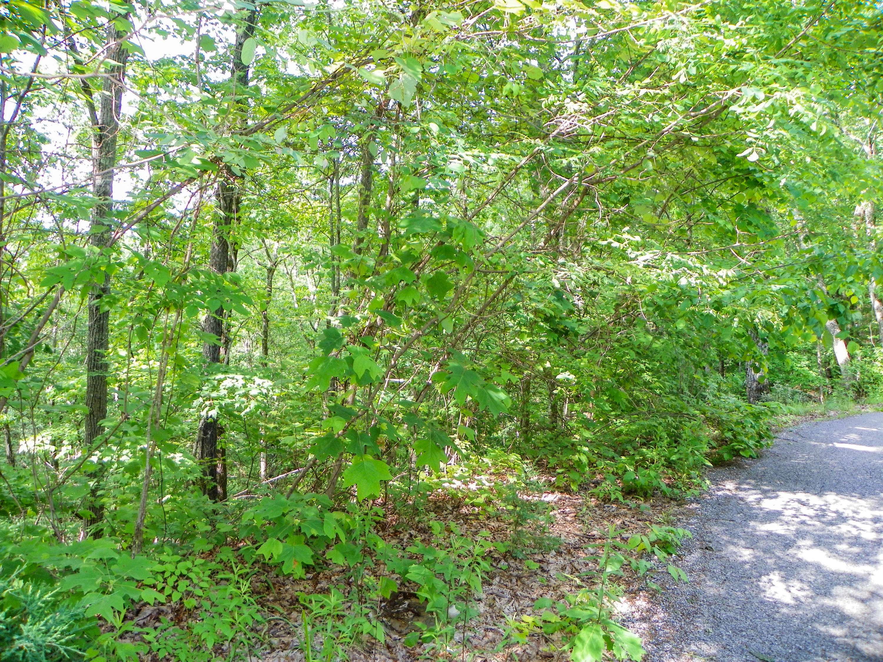 Sevierville, TN 37876,Lot# 65 Dollys DR