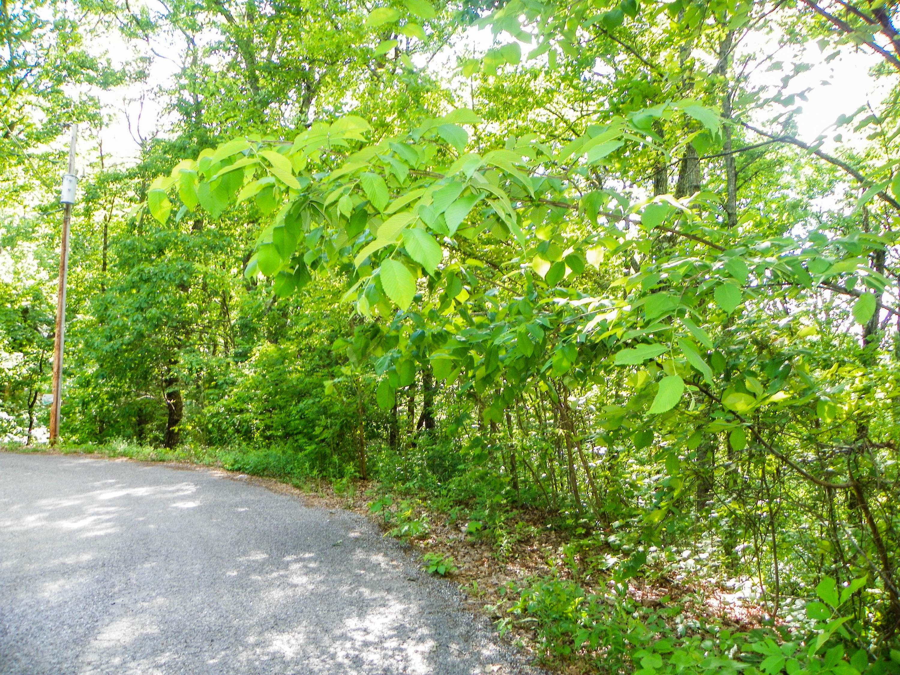 Sevierville, TN 37876,Lot# 65 Dollys DR