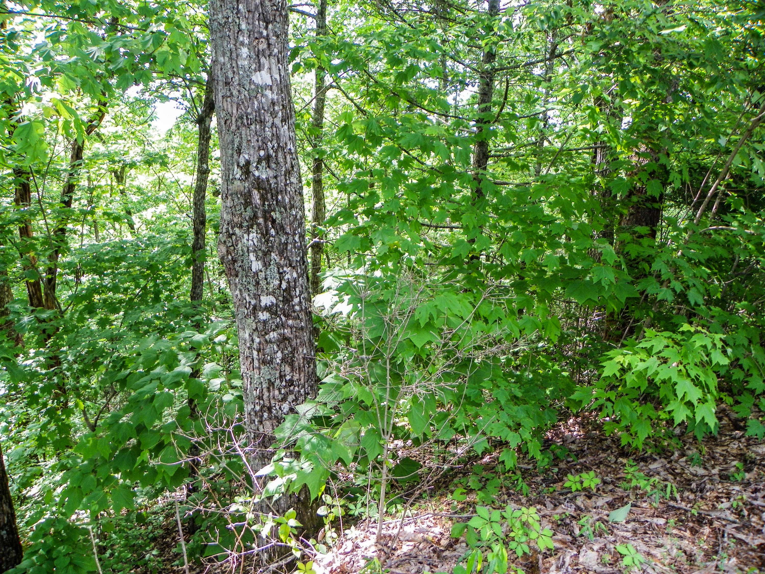 Sevierville, TN 37876,Lot# 65 Dollys DR