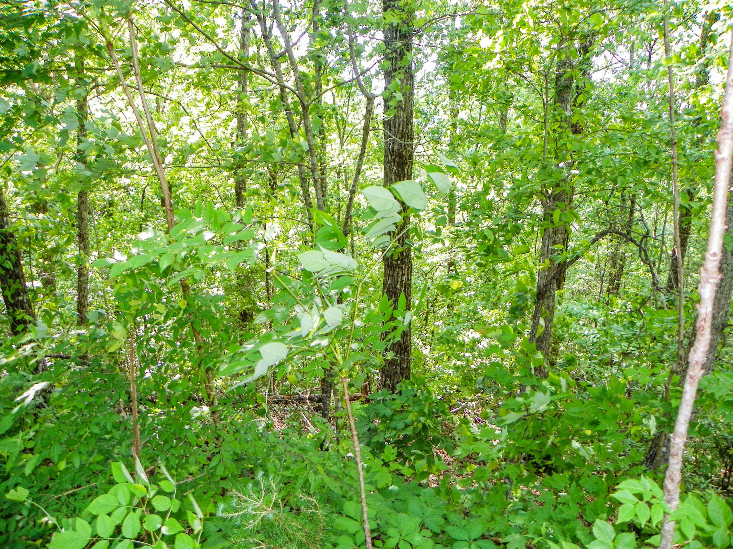 Sevierville, TN 37876,Lot# 65 Dollys DR