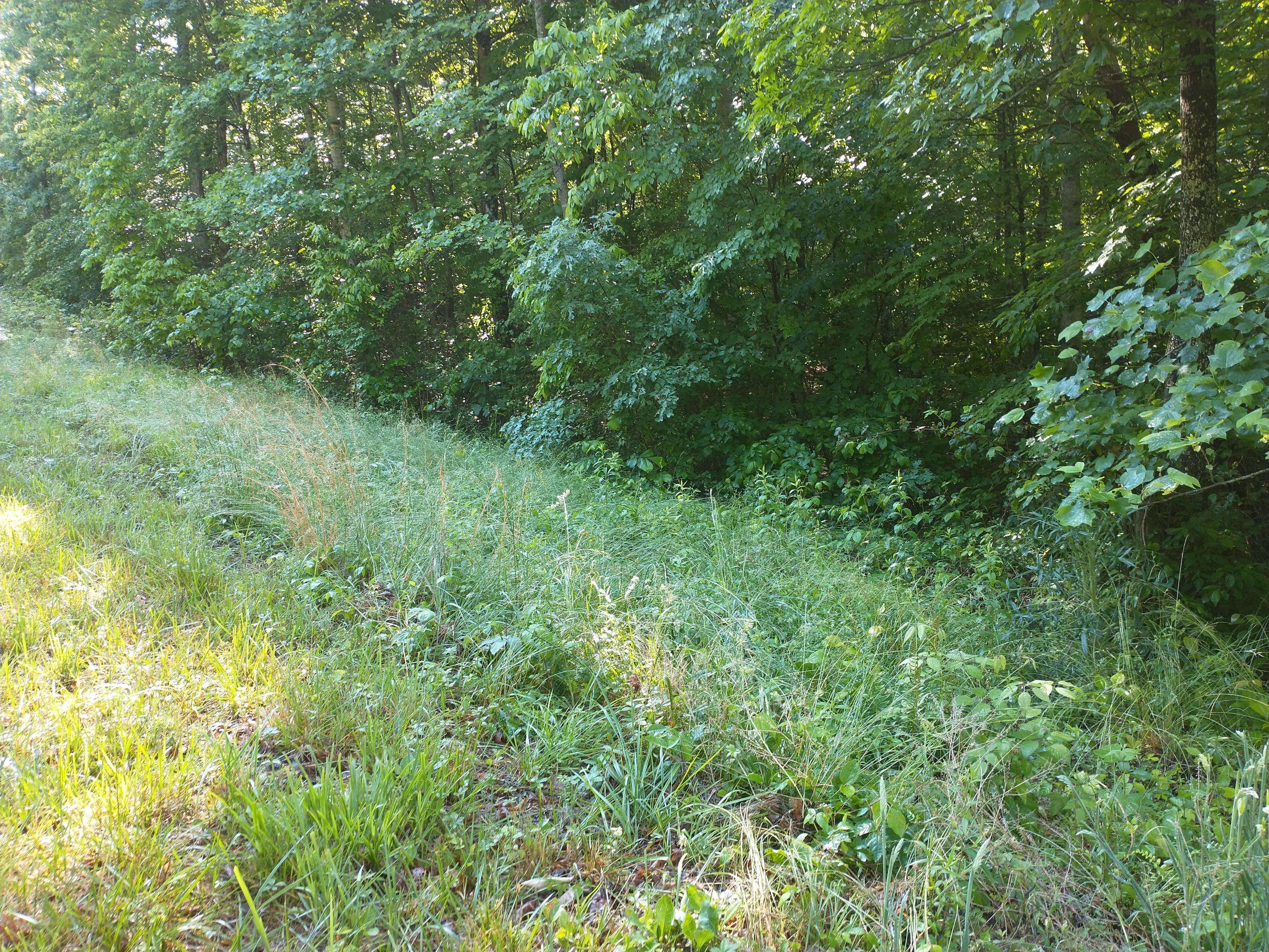 Sunbright, TN 37872,Crest View Drive