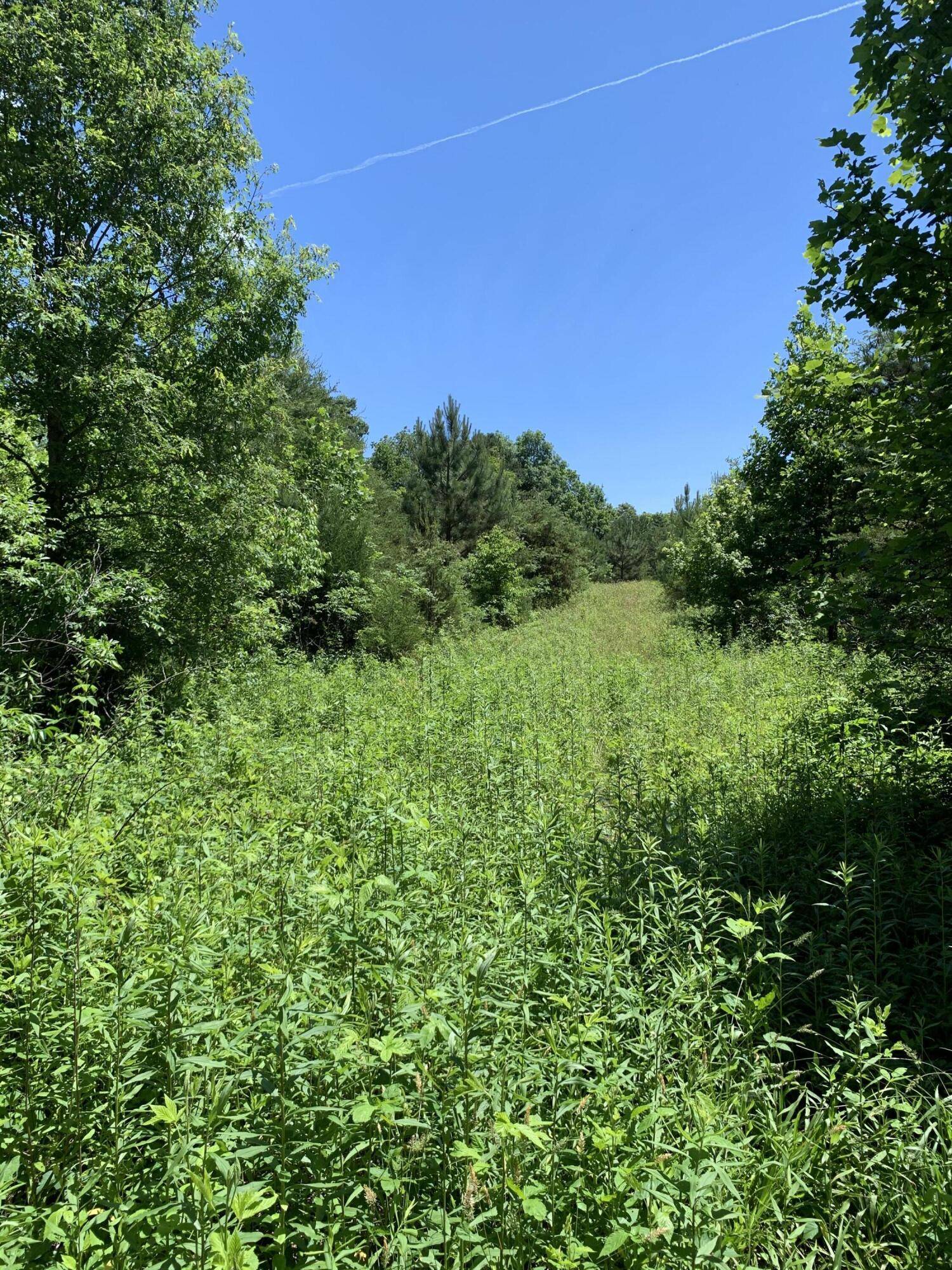 Tellico Plains, TN 37385,Lot 7 Curtis Rd