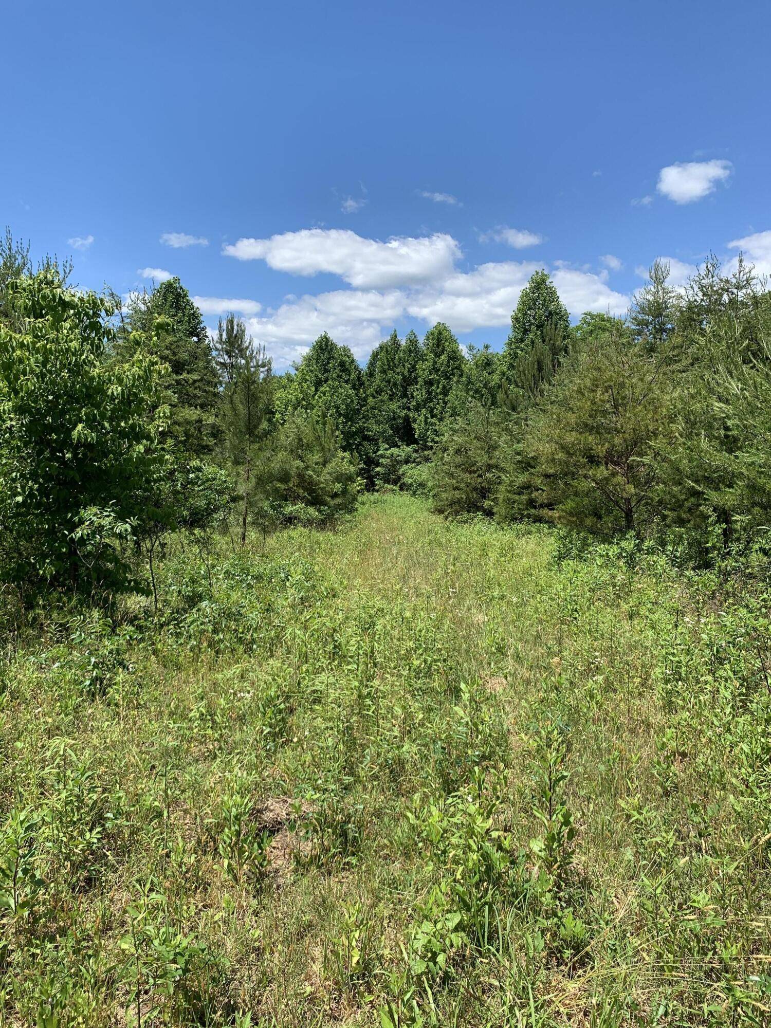 Tellico Plains, TN 37385,Lot 7 Curtis Rd