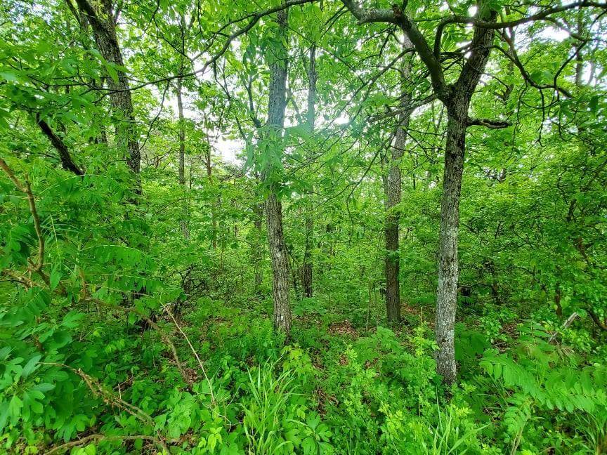 Crab Orchard, TN 37723,Lot 238 Renegade Mountain Pkwy