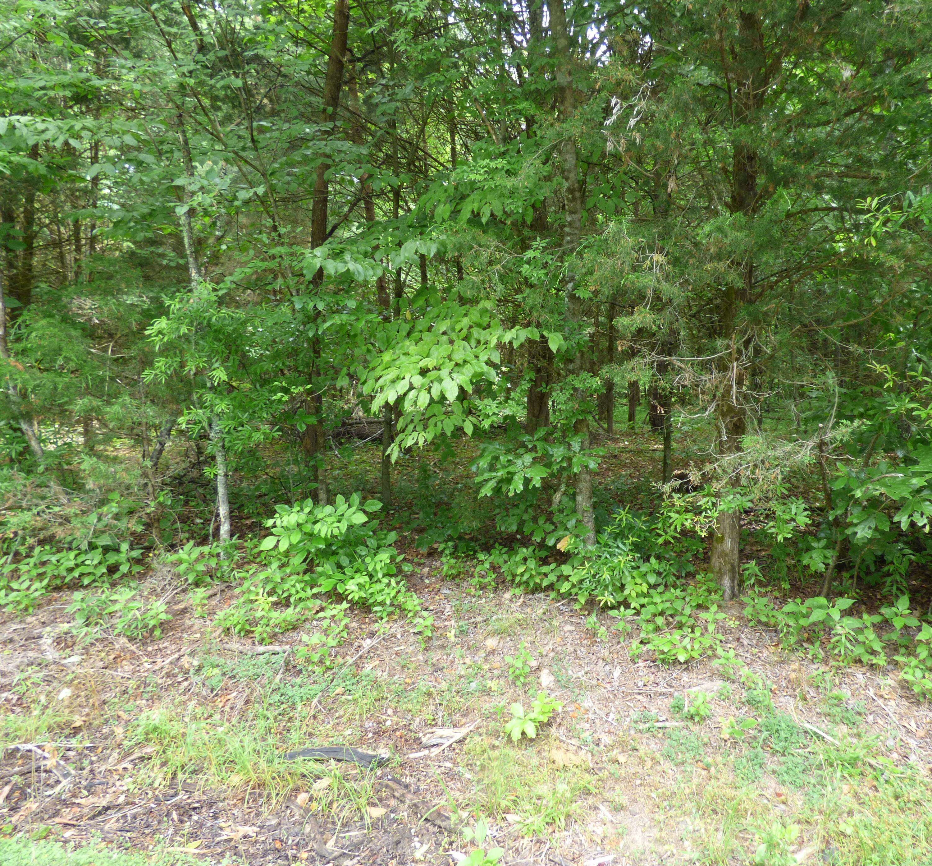 Baneberry, TN 37890,Lot 1024 Mountain View Lane