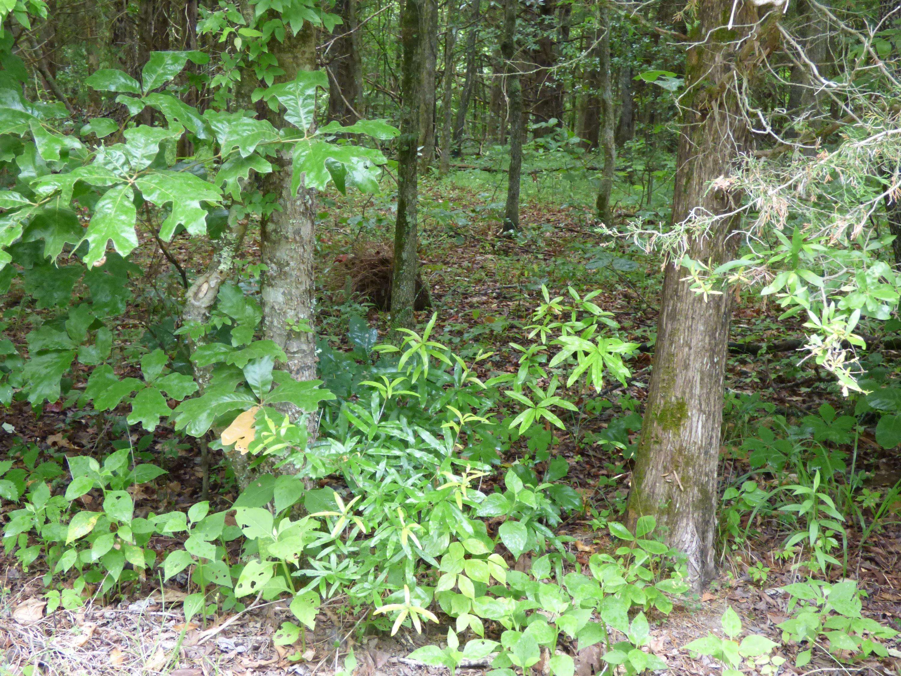 Baneberry, TN 37890,Lot 1024 Mountain View Lane