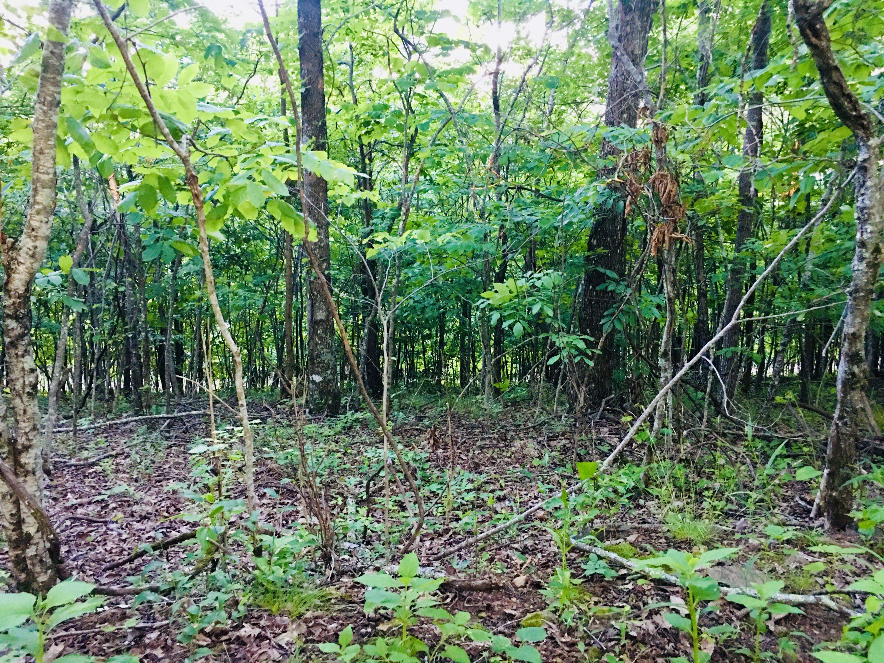 New Tazewell, TN 37825,Lot 615 Chimney Rock Rd