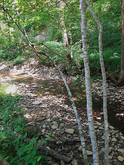 Tellico Plains, TN 37385,501 Lick Creek Road Rd