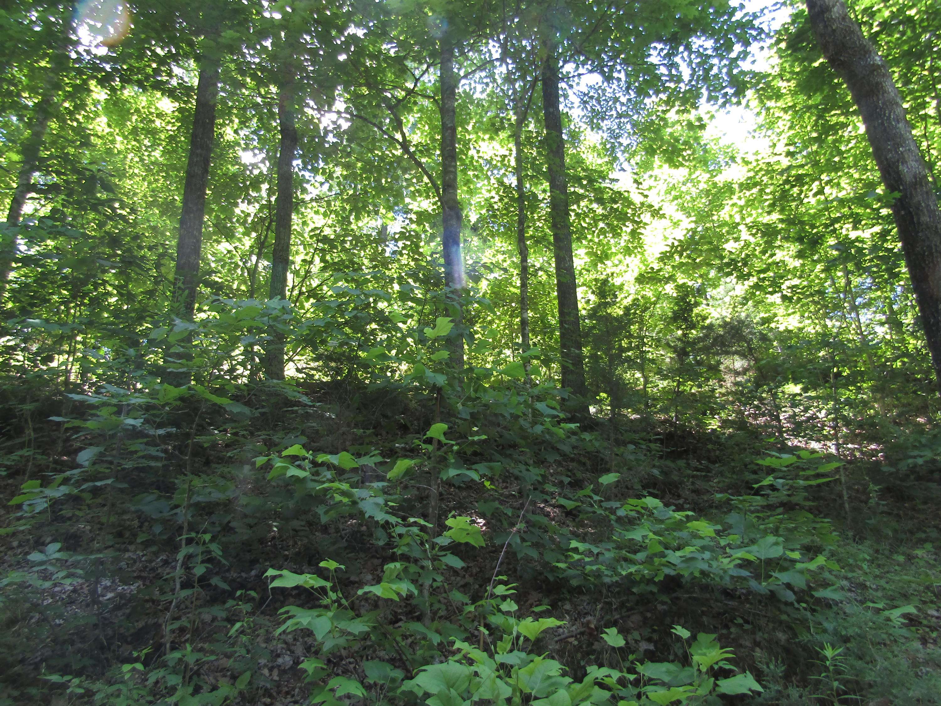 Hilham, TN 38568,LOT 15 Simple Life Rd