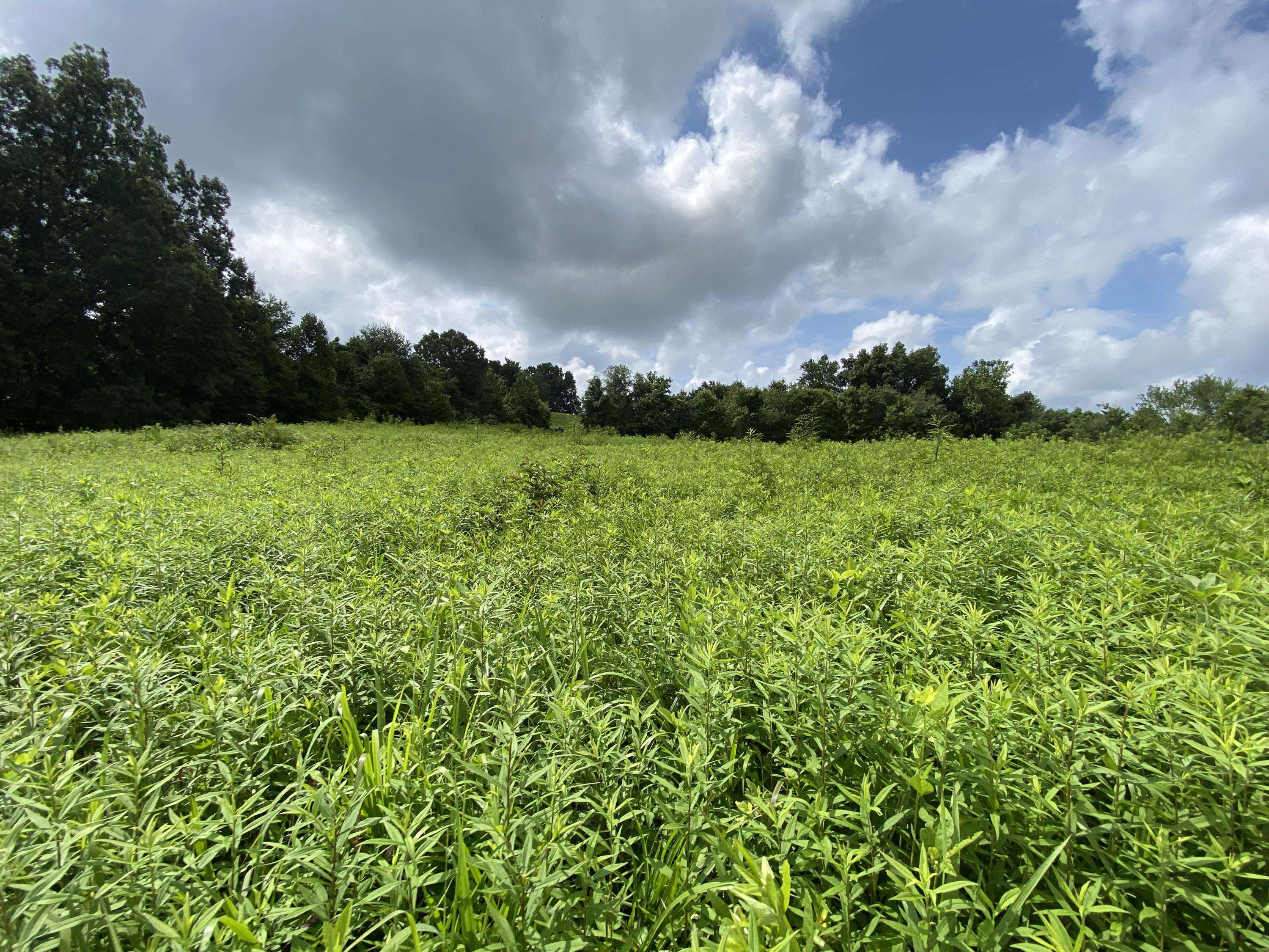 Speedwell, TN 37870,Dividing Ridge Rd