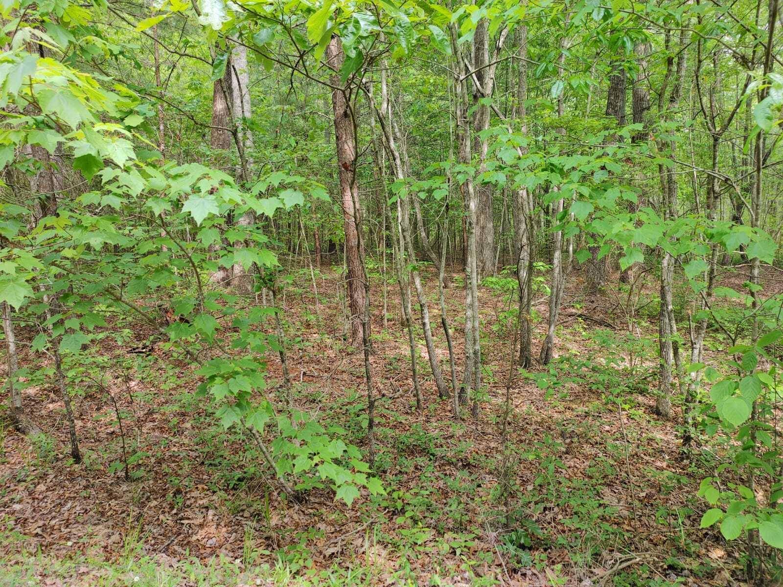 Tellico Plains, TN 37385,175 Massingale Rd