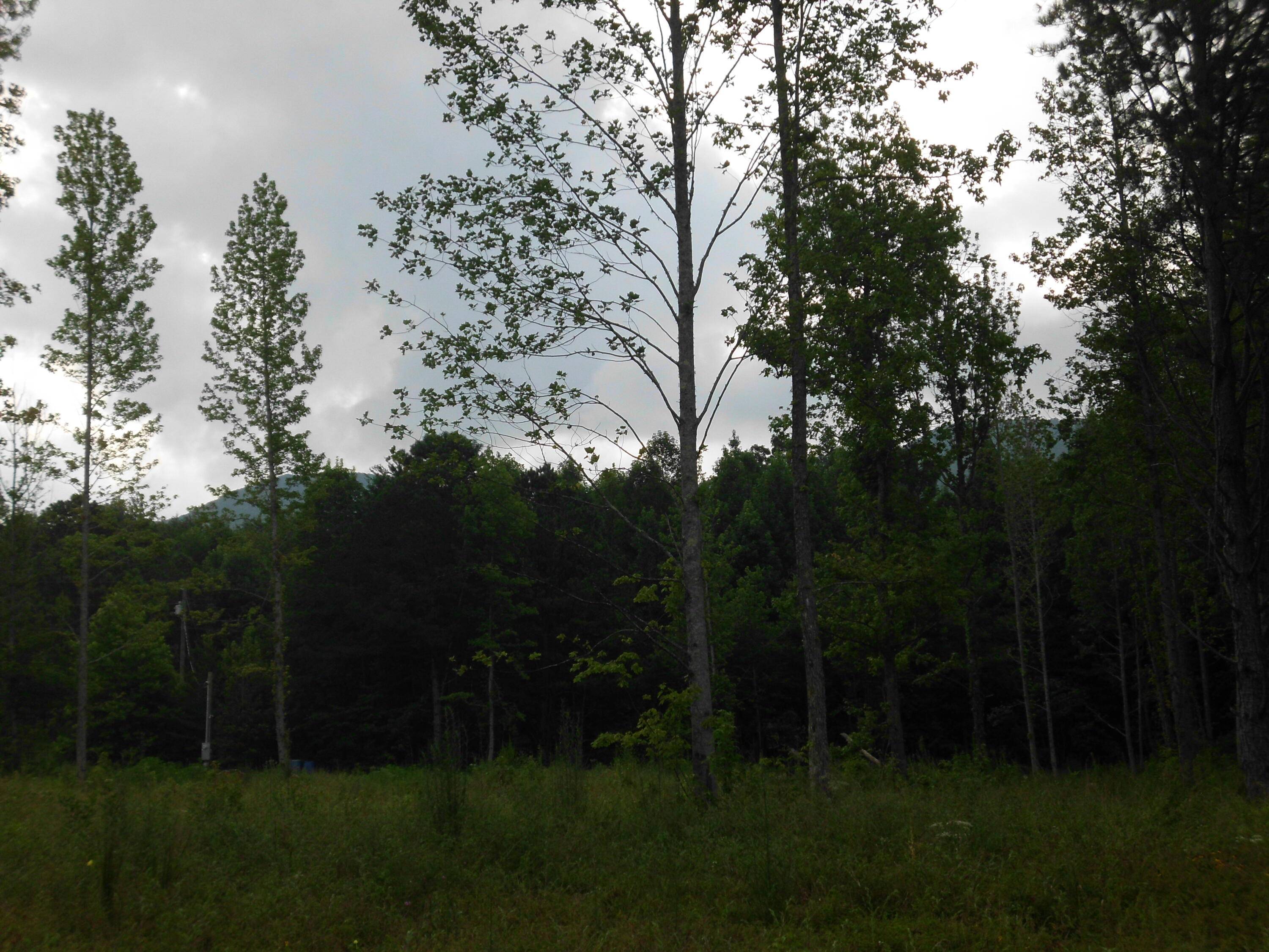 Tellico Plains, TN 37385,2546 Smithfield Rd