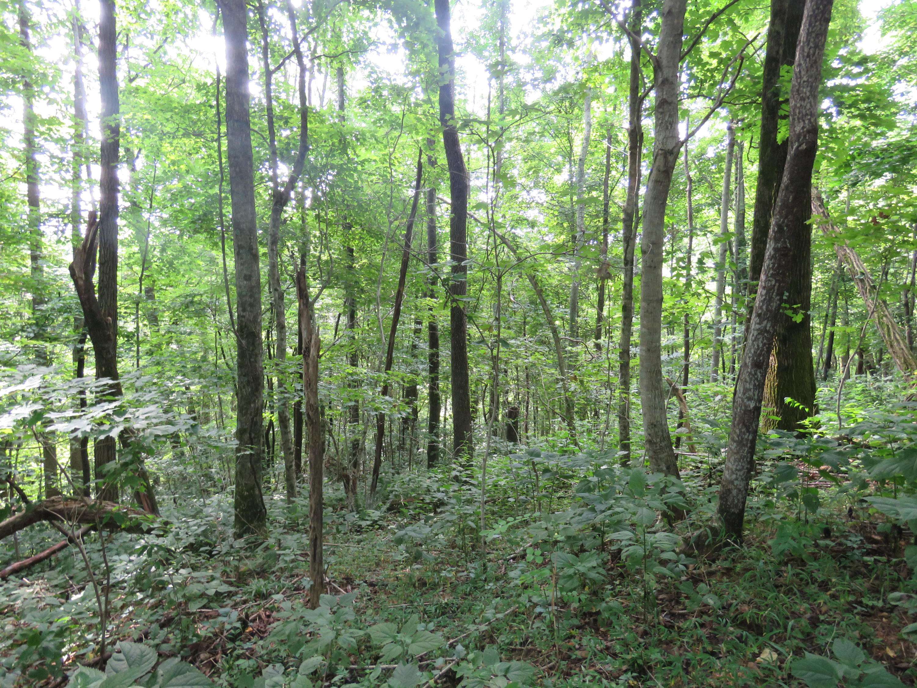 Hilham, TN 38568,18.01 AC Crabtree LN