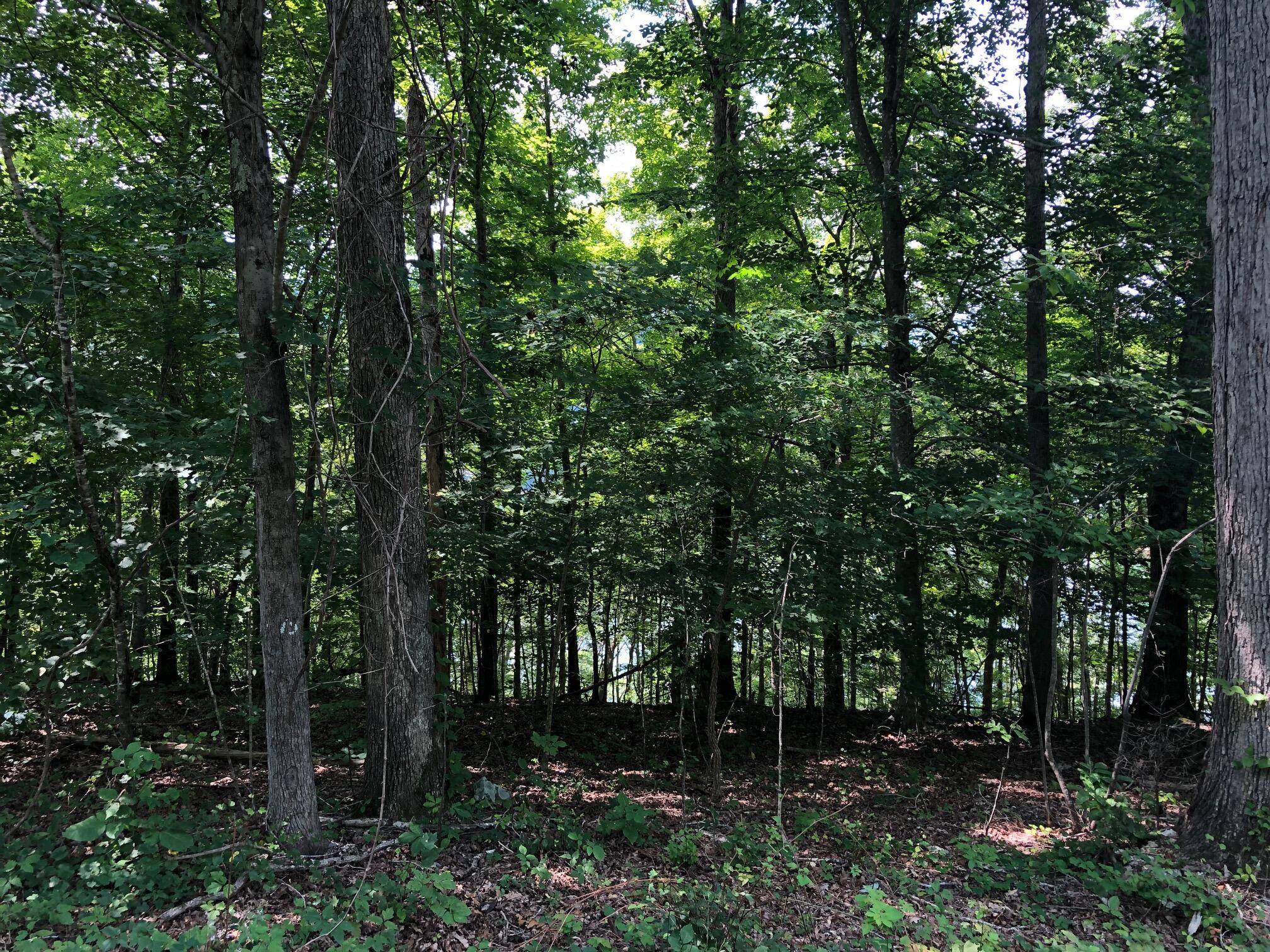 Caryville, TN 37714,Lot 24 N Shorewood LN