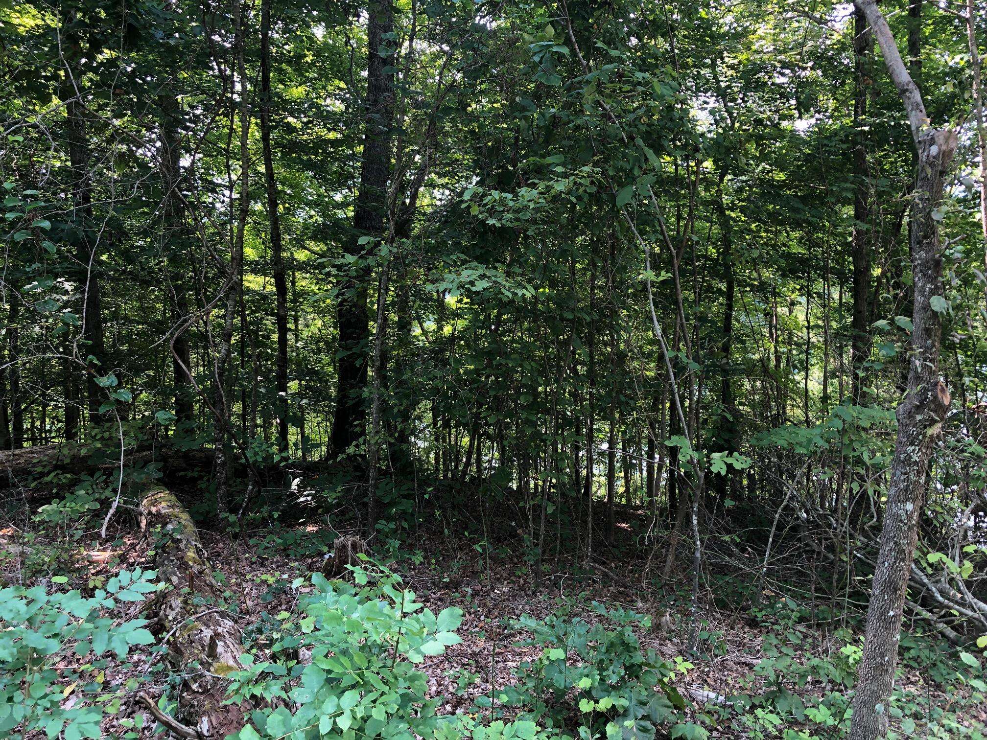 Caryville, TN 37714,Lot 24 N Shorewood LN