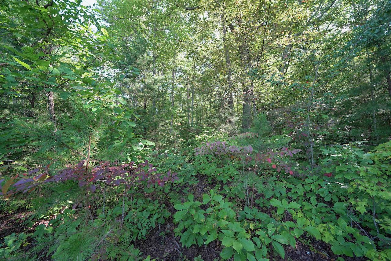 Sevierville, TN 37876,Lot 56 Mountain Ash Way