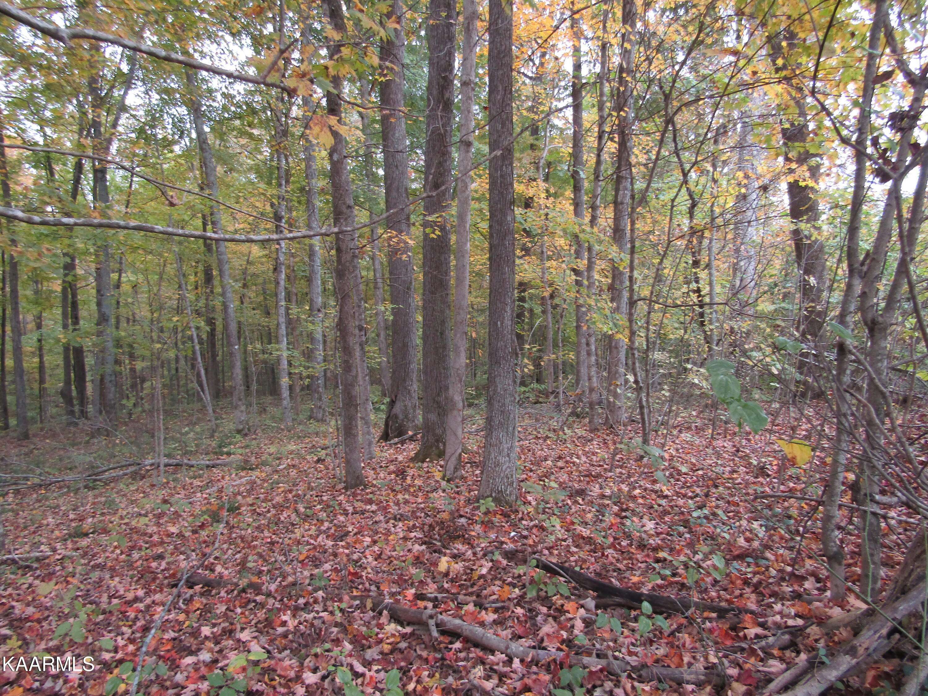 Hilham, TN 38568,11 ac Turkeytown Rd