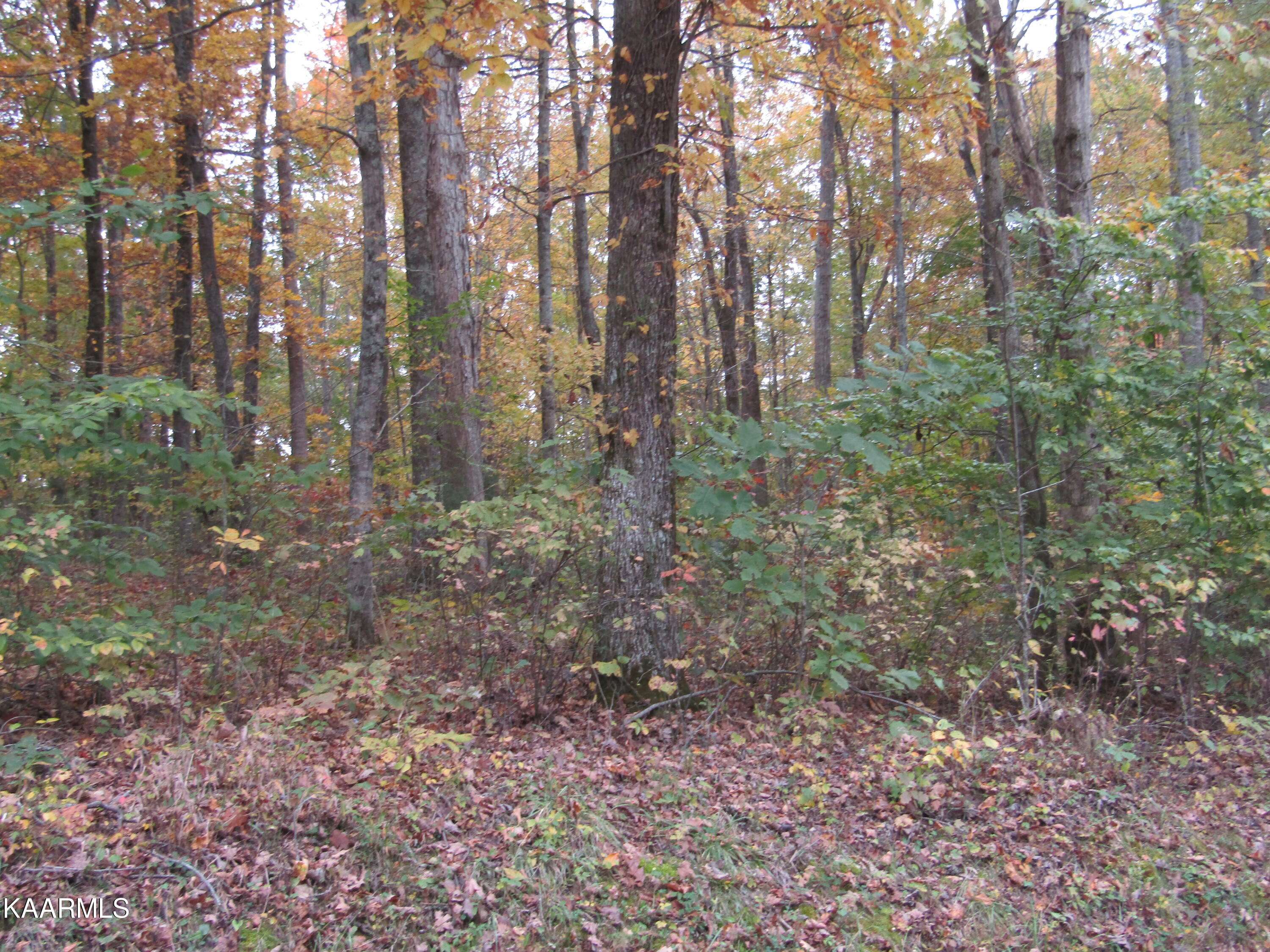 Hilham, TN 38568,11 ac Turkeytown Rd