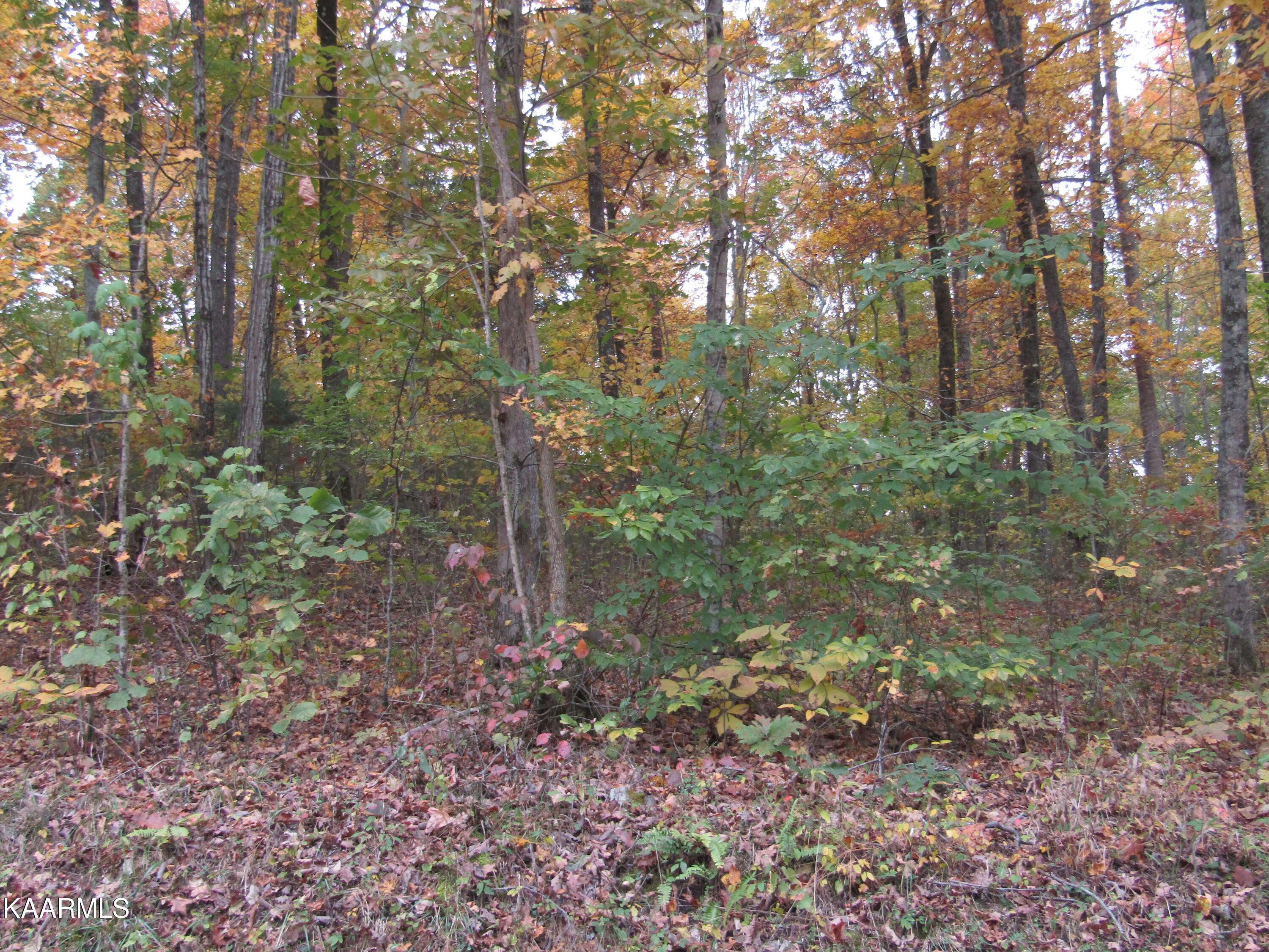 Hilham, TN 38568,11 ac Turkeytown Rd