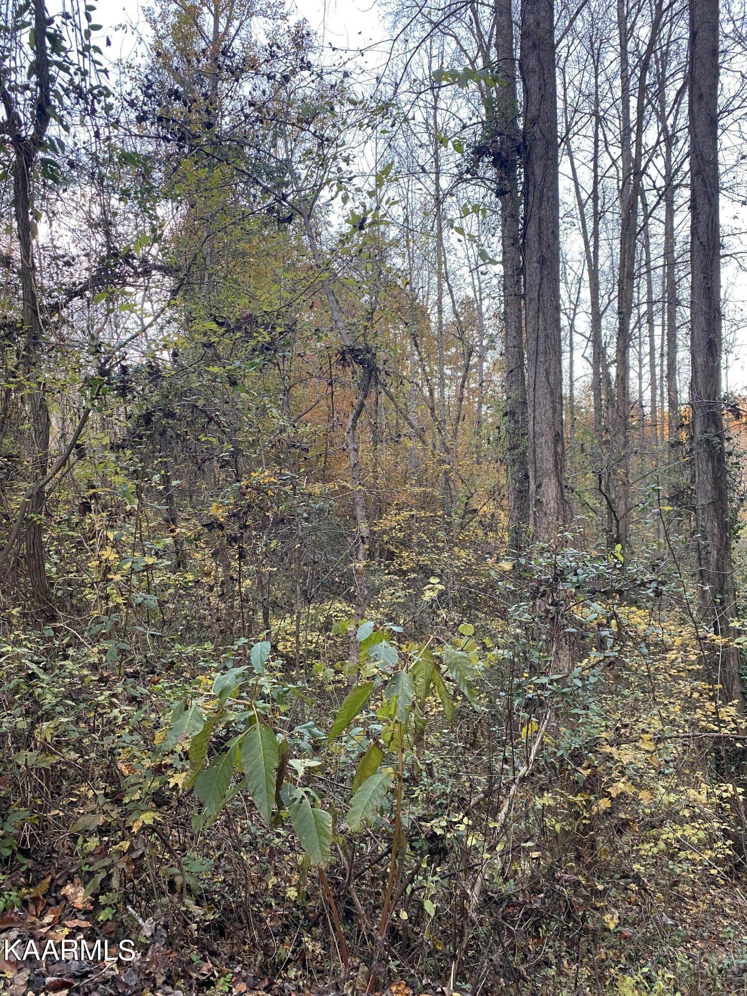 Walland, TN 37886,Chestnut Ridge  (Lot 17) Rd