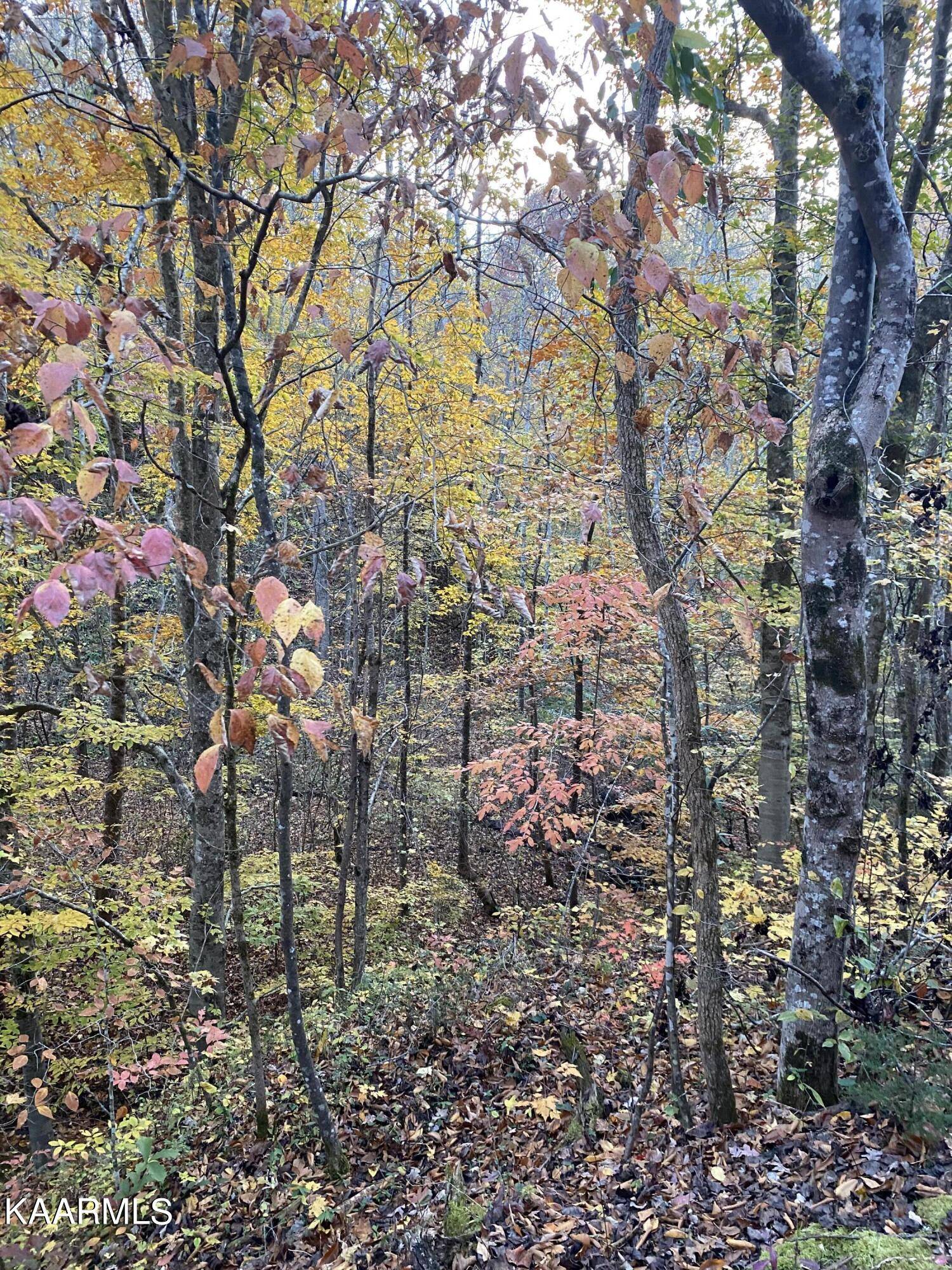 Walland, TN 37886,Chestnut Ridge (Lot 19) Rd