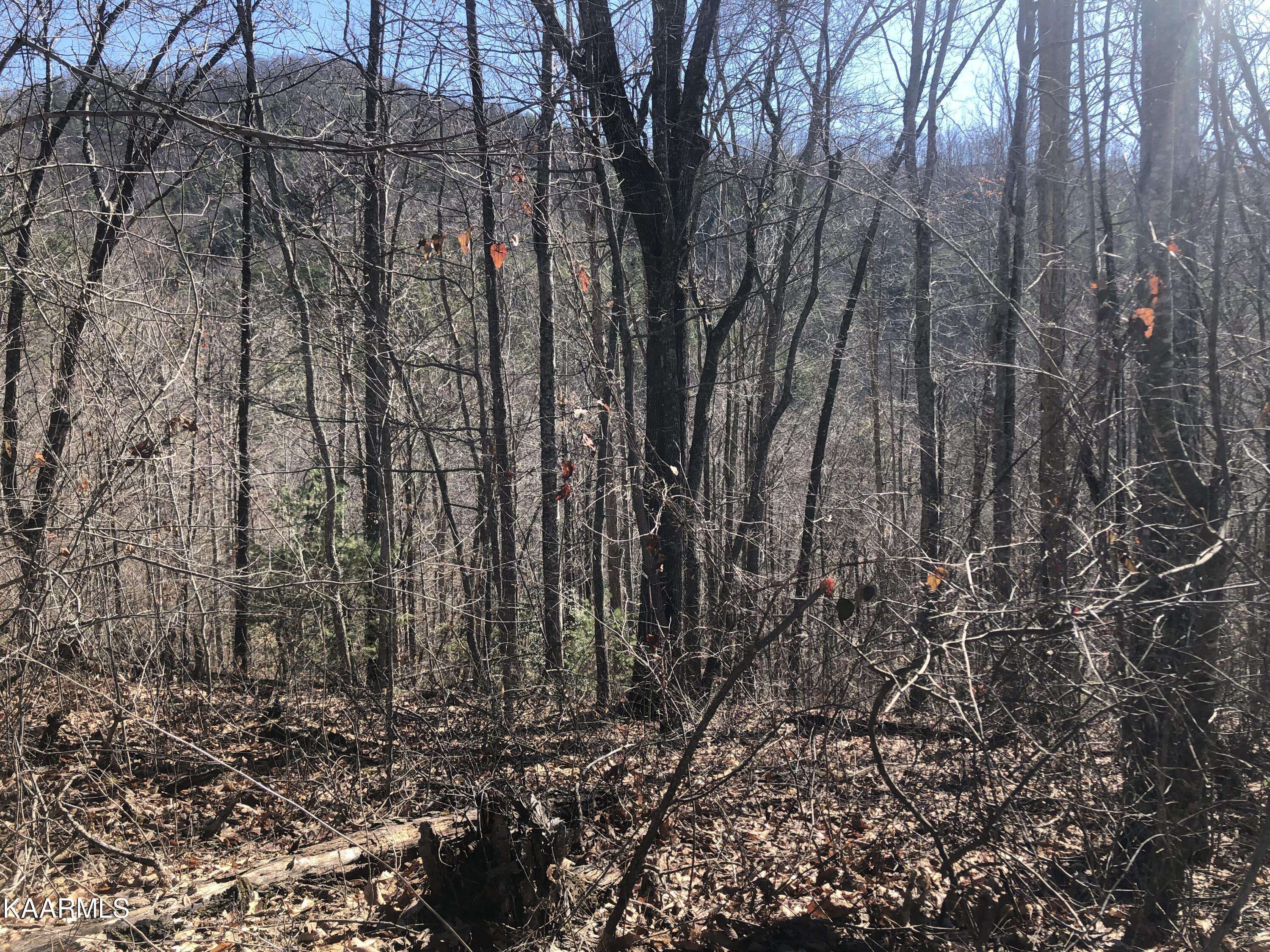 Sevierville, TN 37876,Lot 15 Hickory Tree St