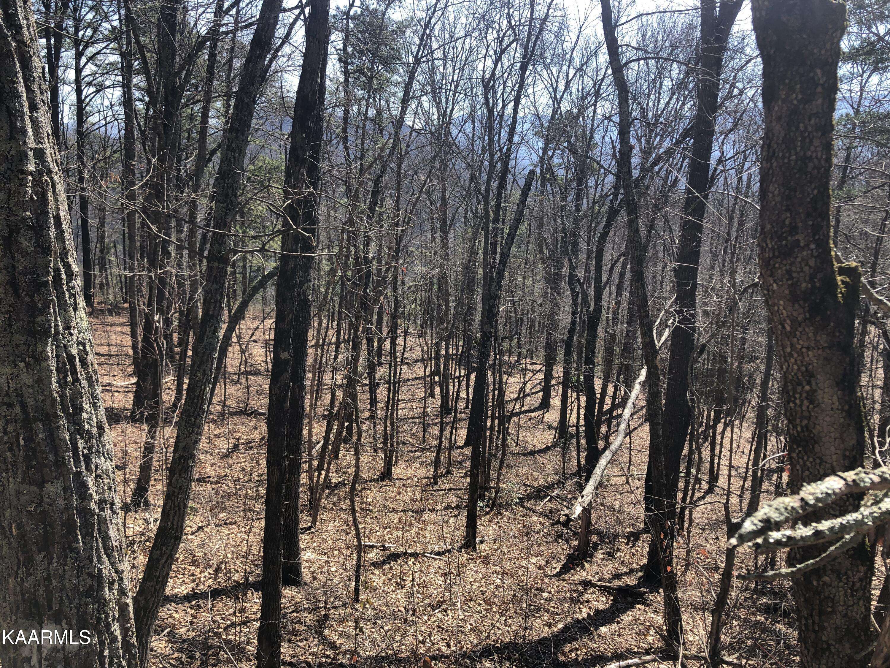 Sevierville, TN 37876,Lot 91 Silverbell DR