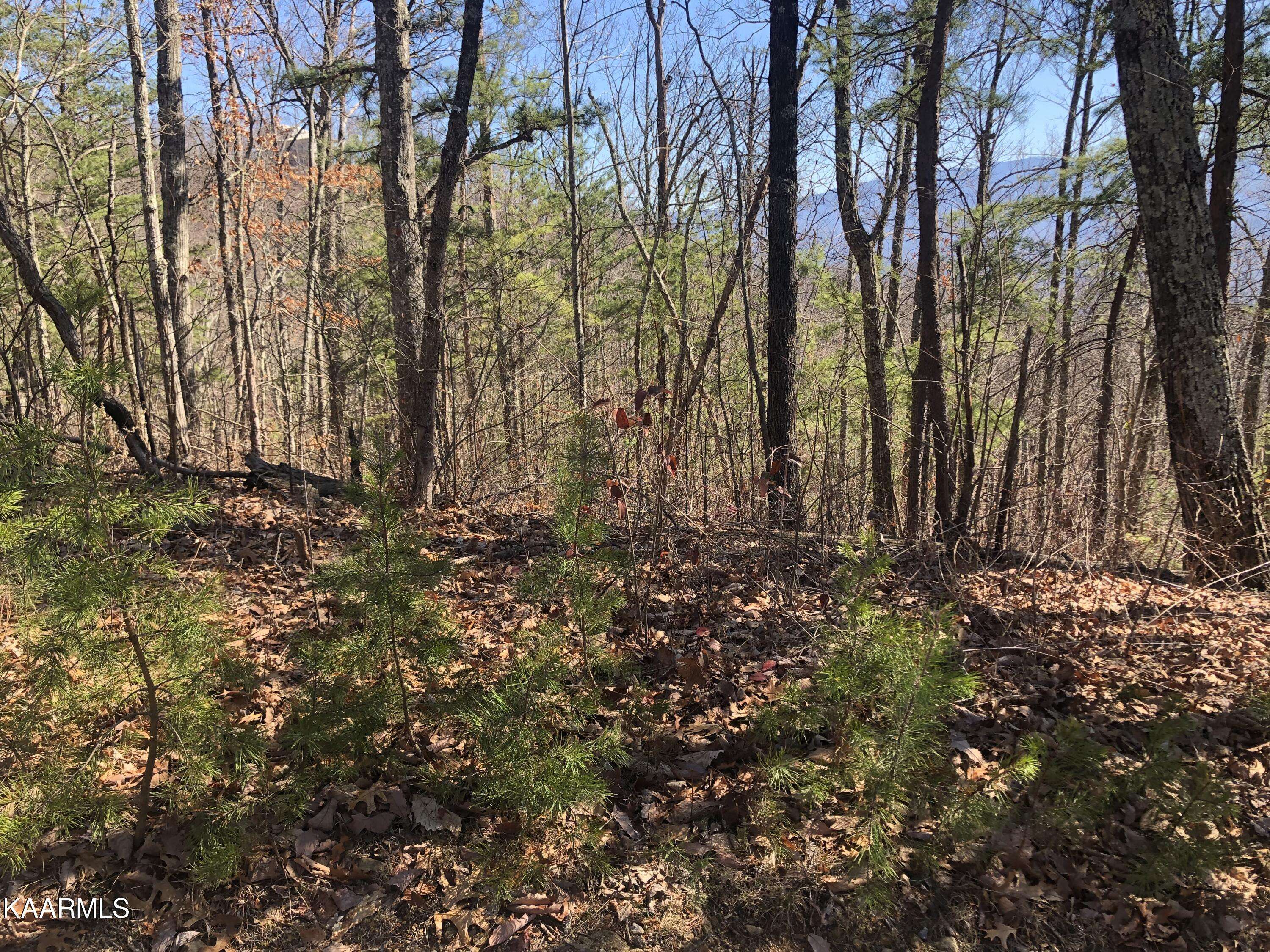 Sevierville, TN 37876,Lot 2 Chestnut Ridge CT