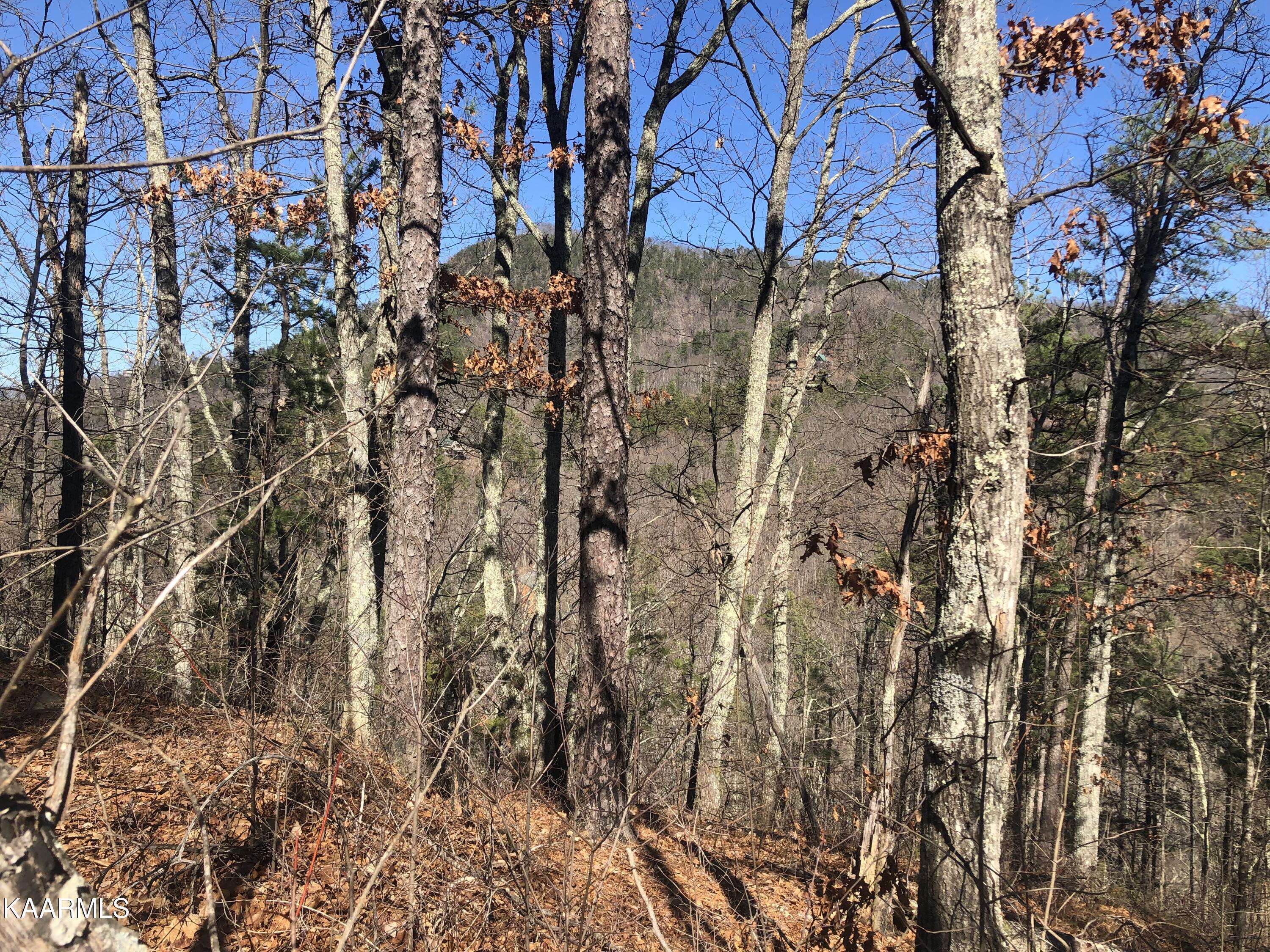 Sevierville, TN 37876,Lot 5 Chestnut Ridge CT