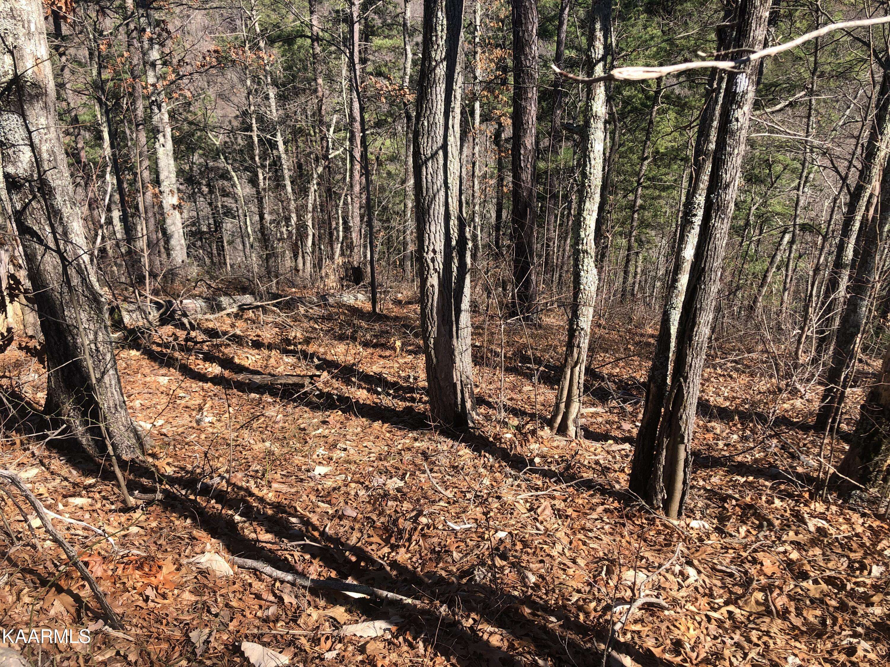 Sevierville, TN 37876,Lot 5 Chestnut Ridge CT