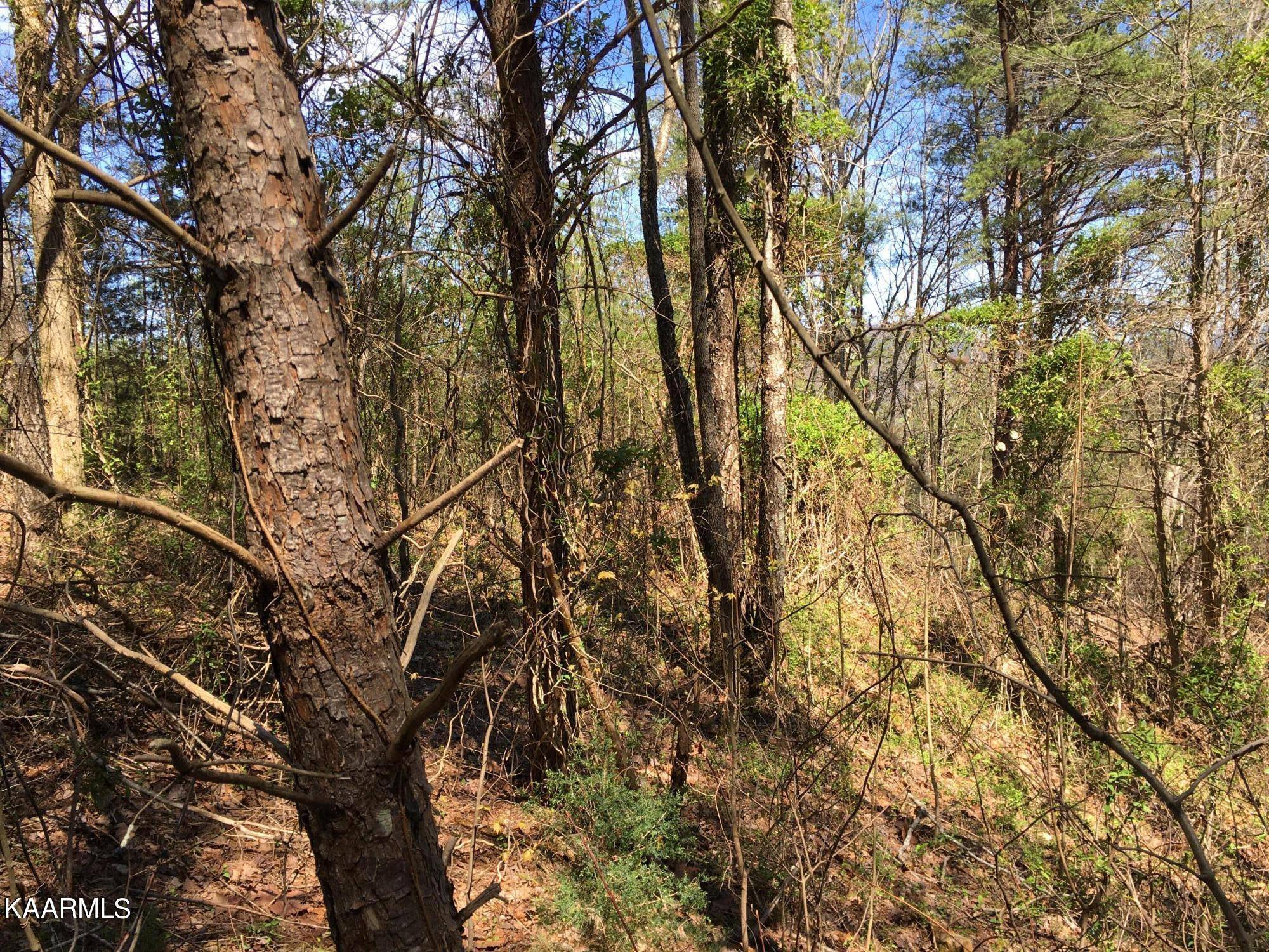 Tellico Plains, TN 37385,000 Highlands Bluff Rd