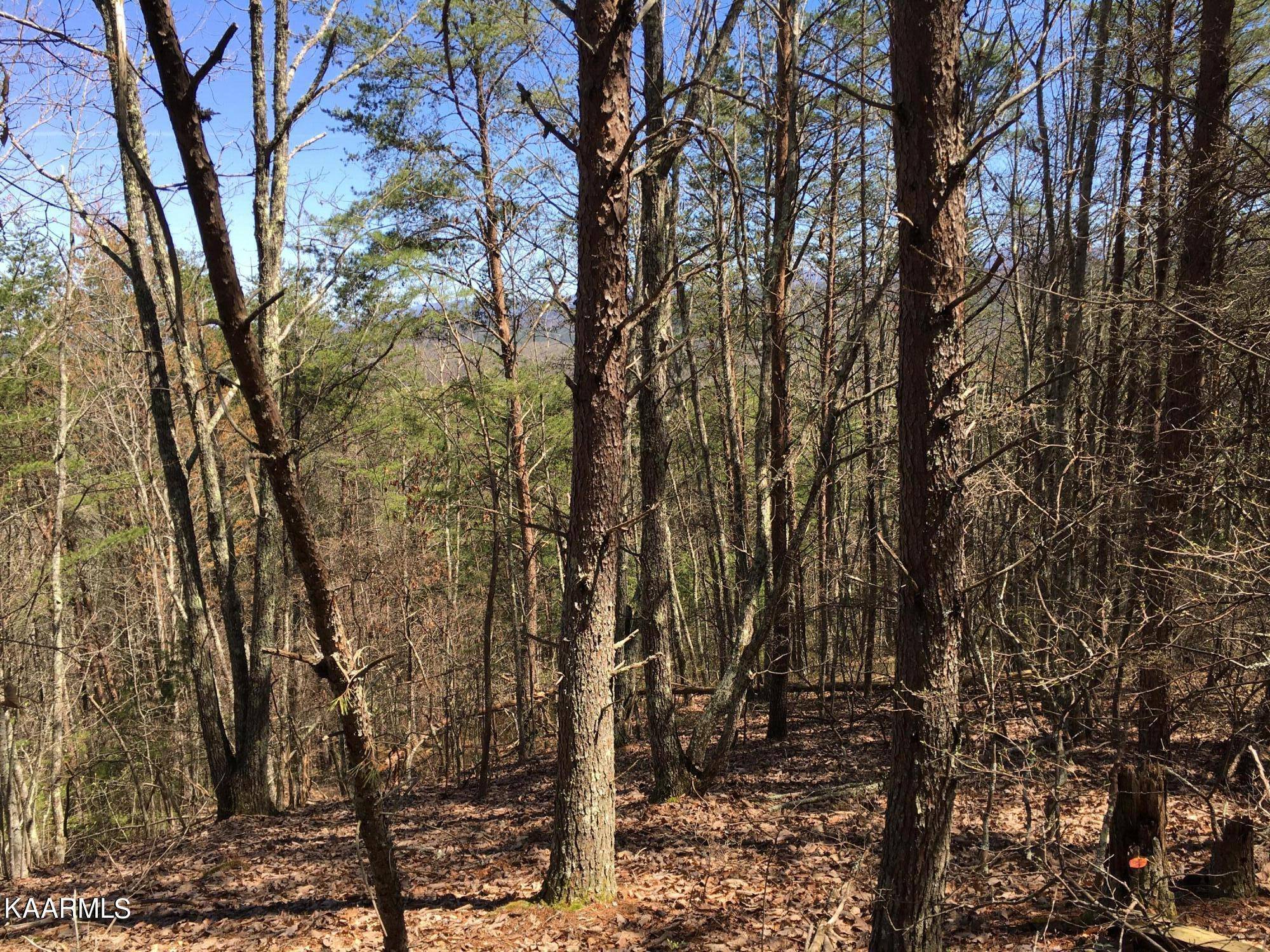 Tellico Plains, TN 37385,000 Highlands Bluff Rd