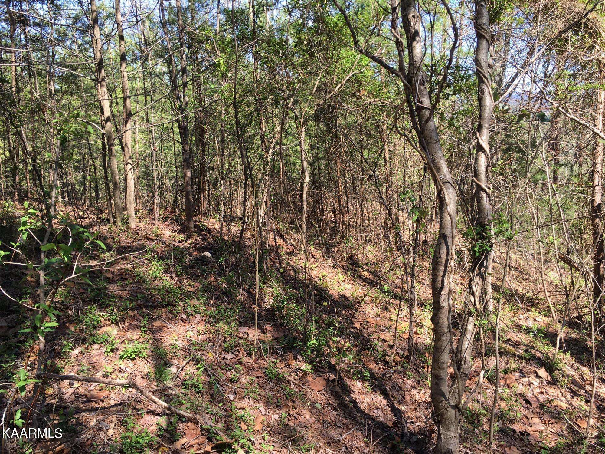 Tellico Plains, TN 37385,000 Highlands Bluff Rd