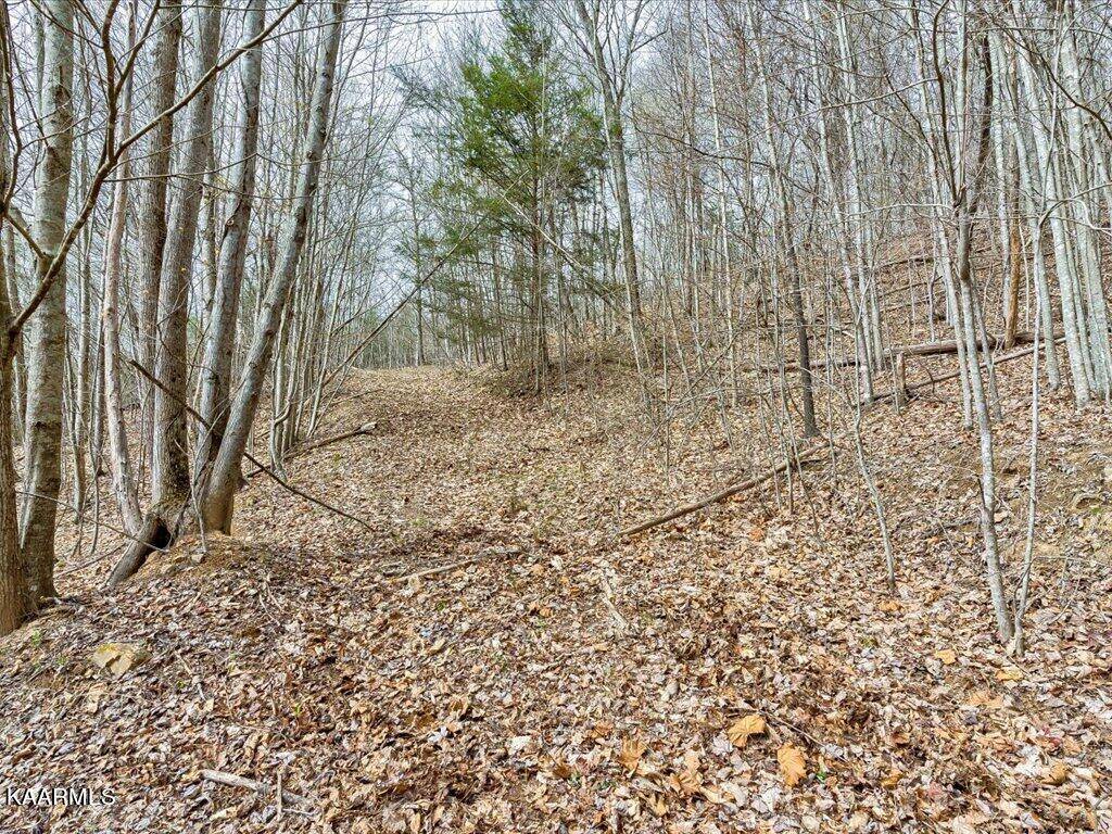 New Tazewell, TN 37825,Lot 248 Red Creek Hollow