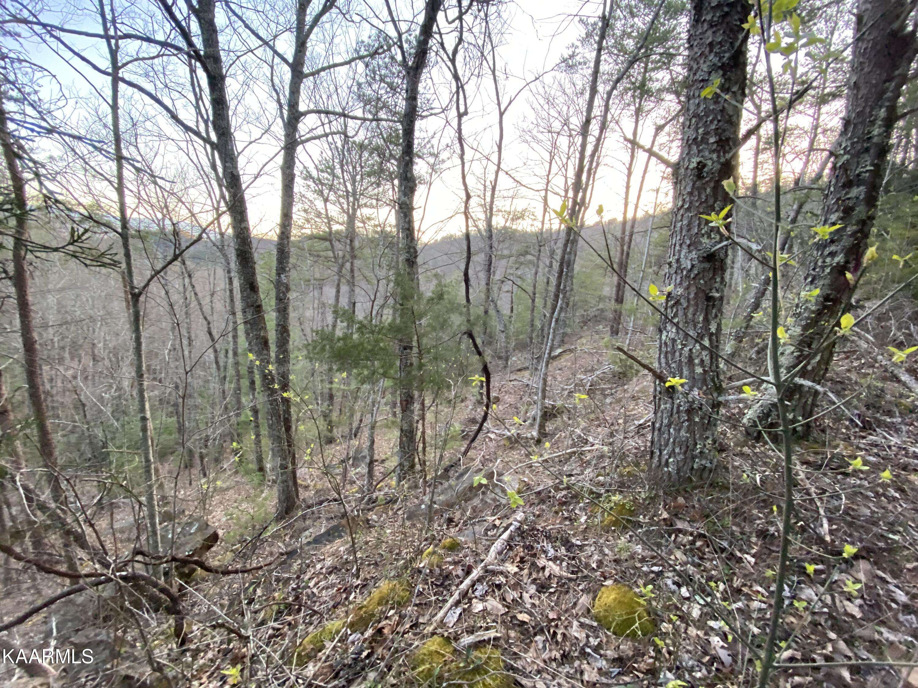 Sevierville, TN 37876,Lot 46 Beechwood St